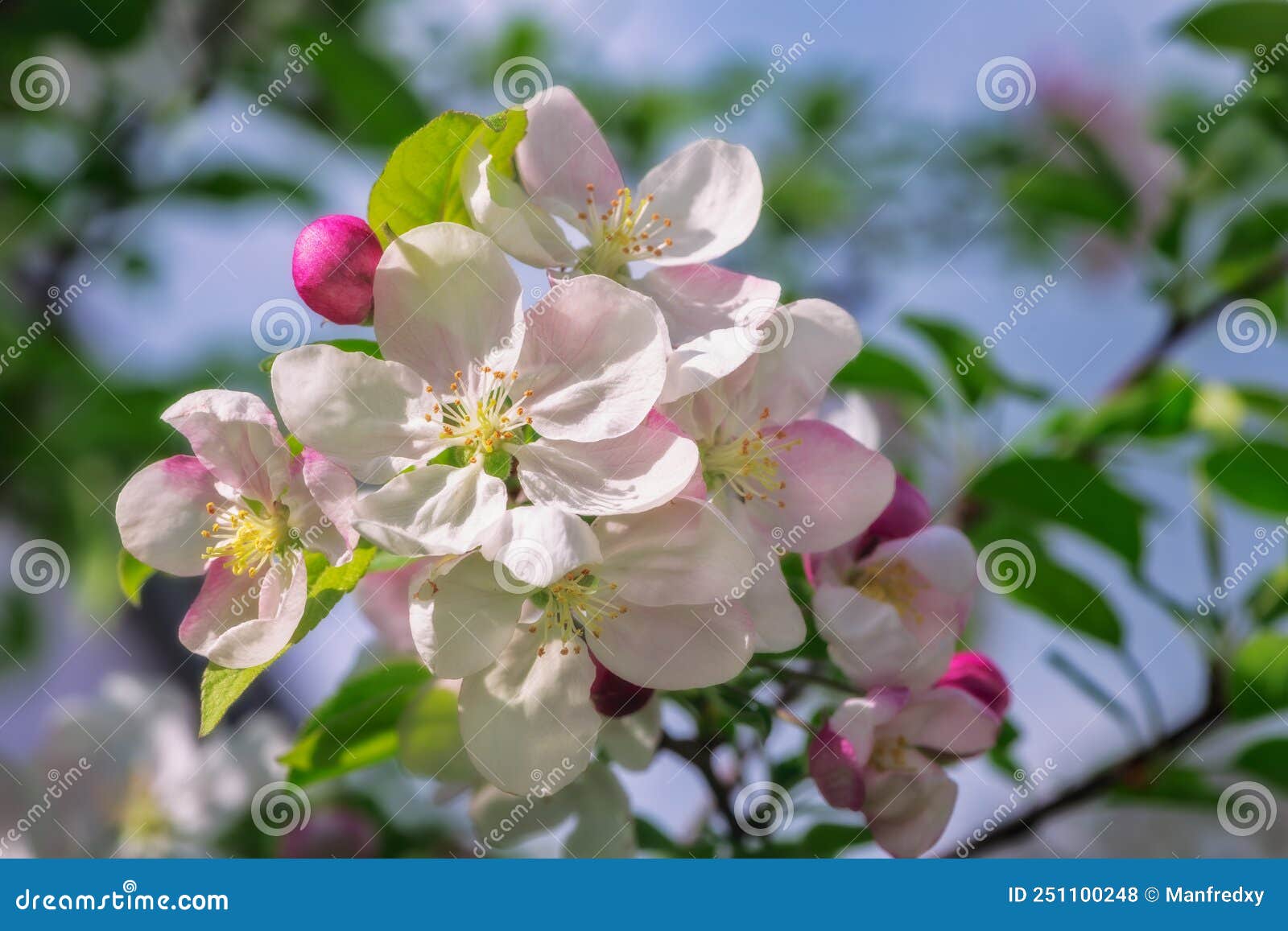 Flowering Apple Tree with White Blossoms Stock Photo Image of