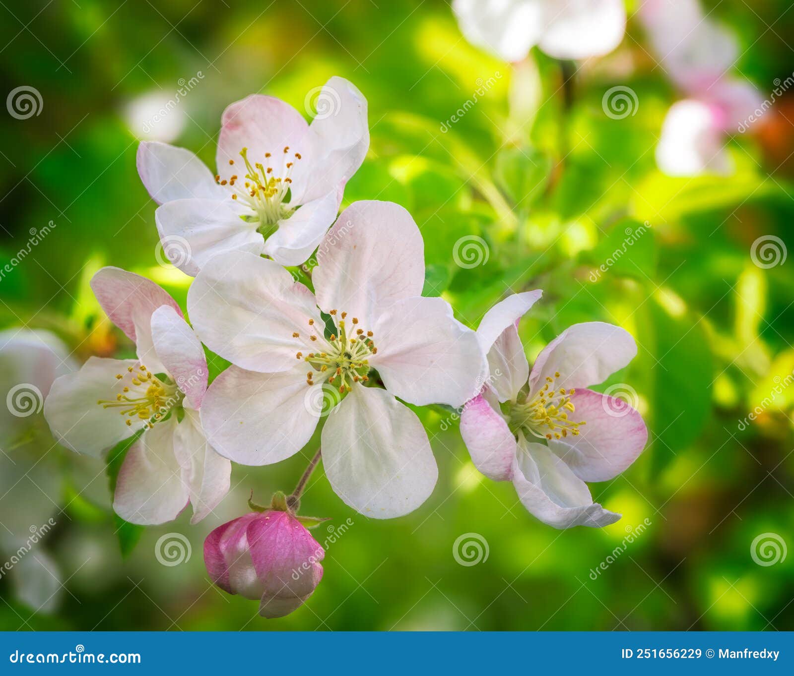 Flowering Apple Tree with White Blossoms Stock Image Image of pink