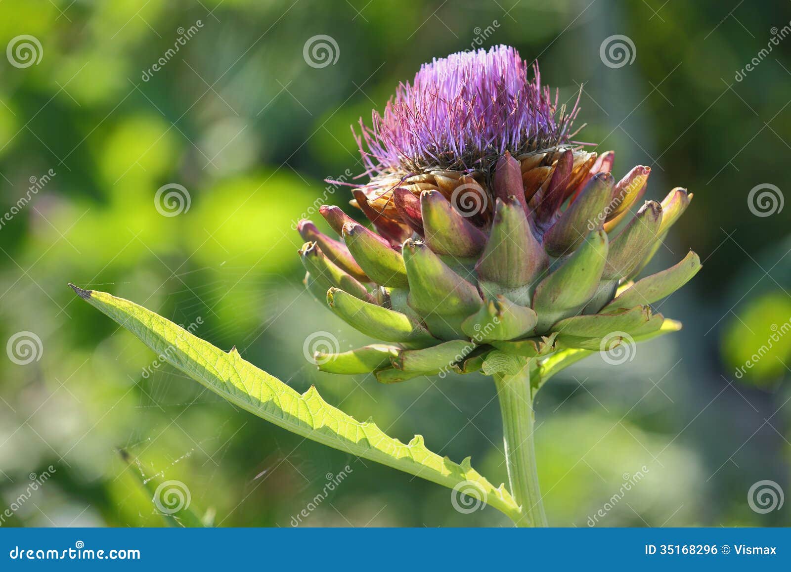 Flowering Artichoke stock photo. Image of head, beauty 35168296