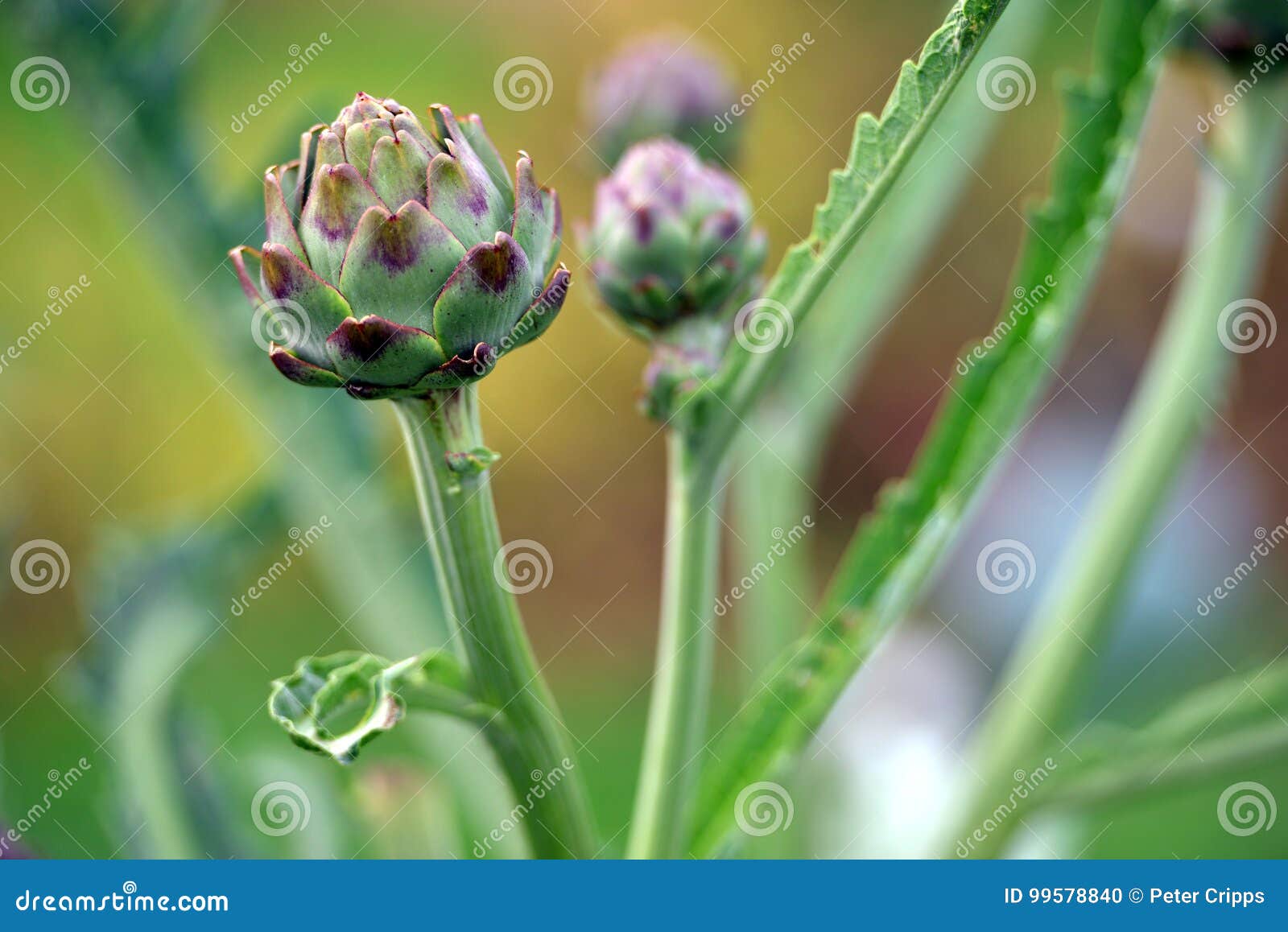 Artichoke stock photo. Image of allotment, heart, garden 99578840