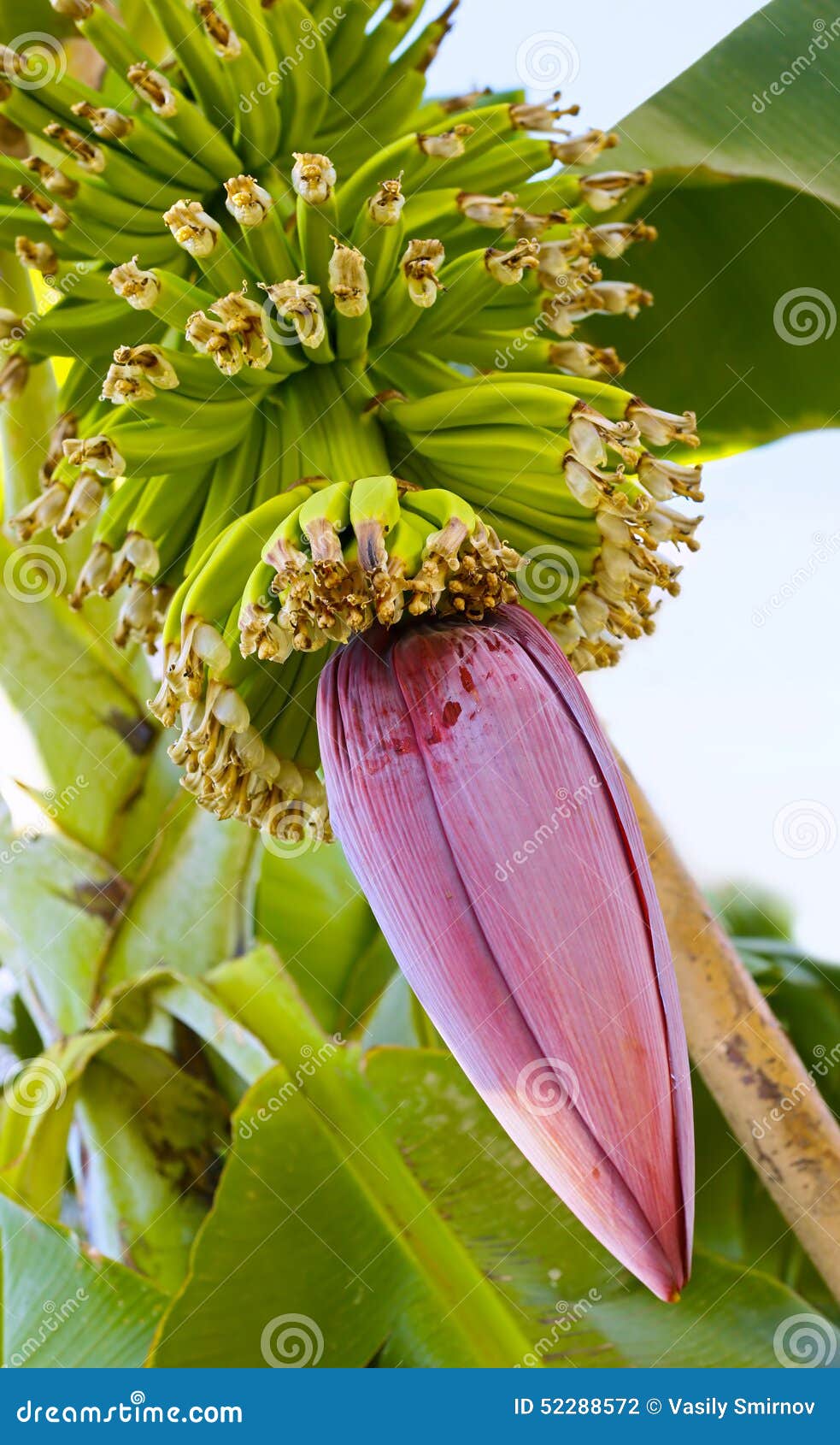 Flowering banana stock photo. Image of large, snack, nature 52288572