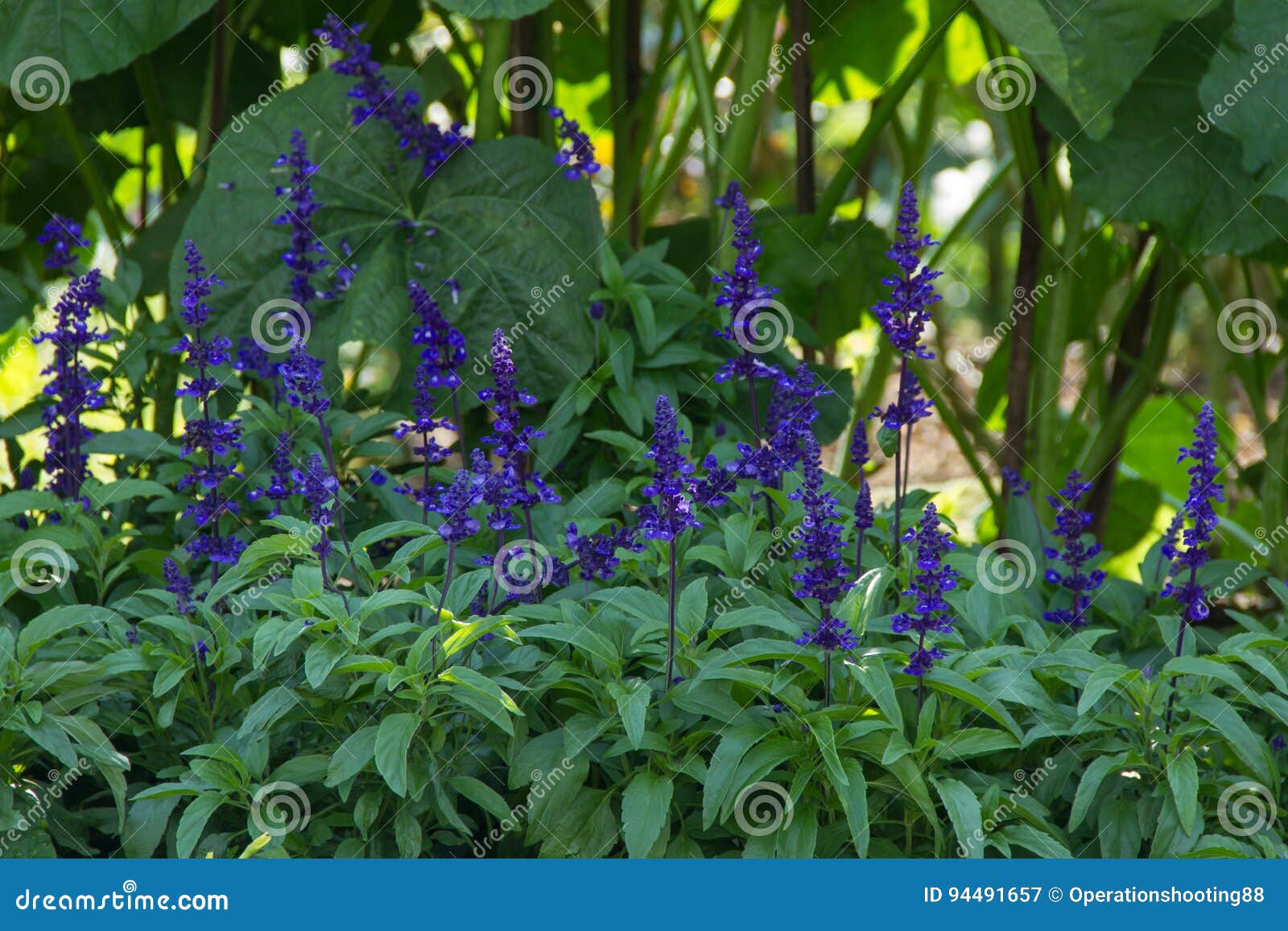 Flowering basil stock image. Image of healthy, holy, flower 94491657