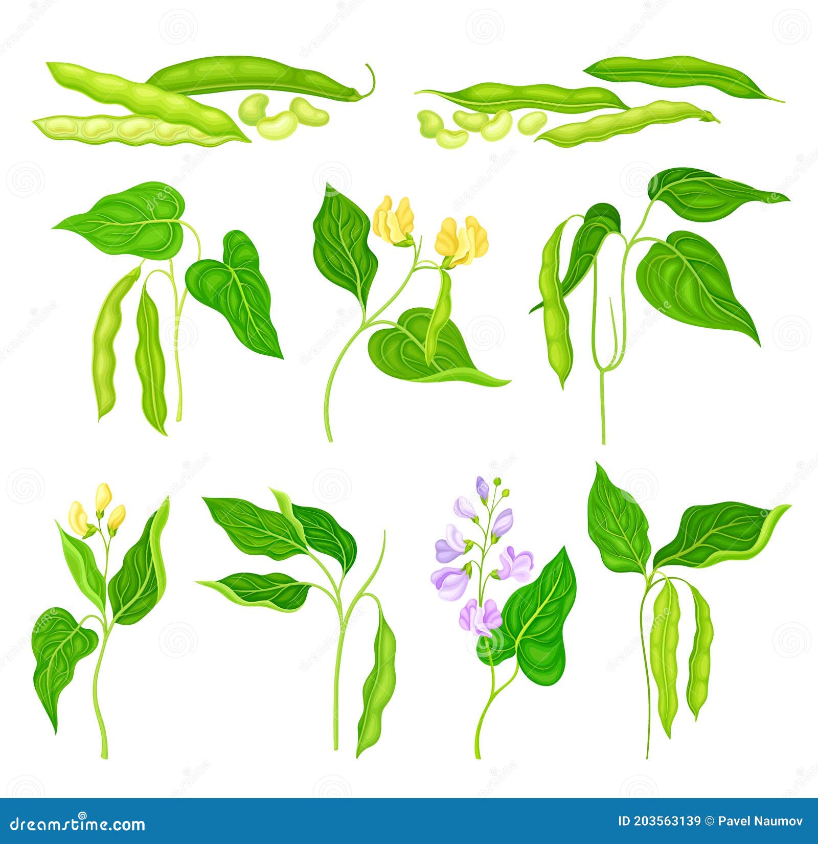 Bean Mature Plant Vector Stock Illustration In Flat Design. Beans ...