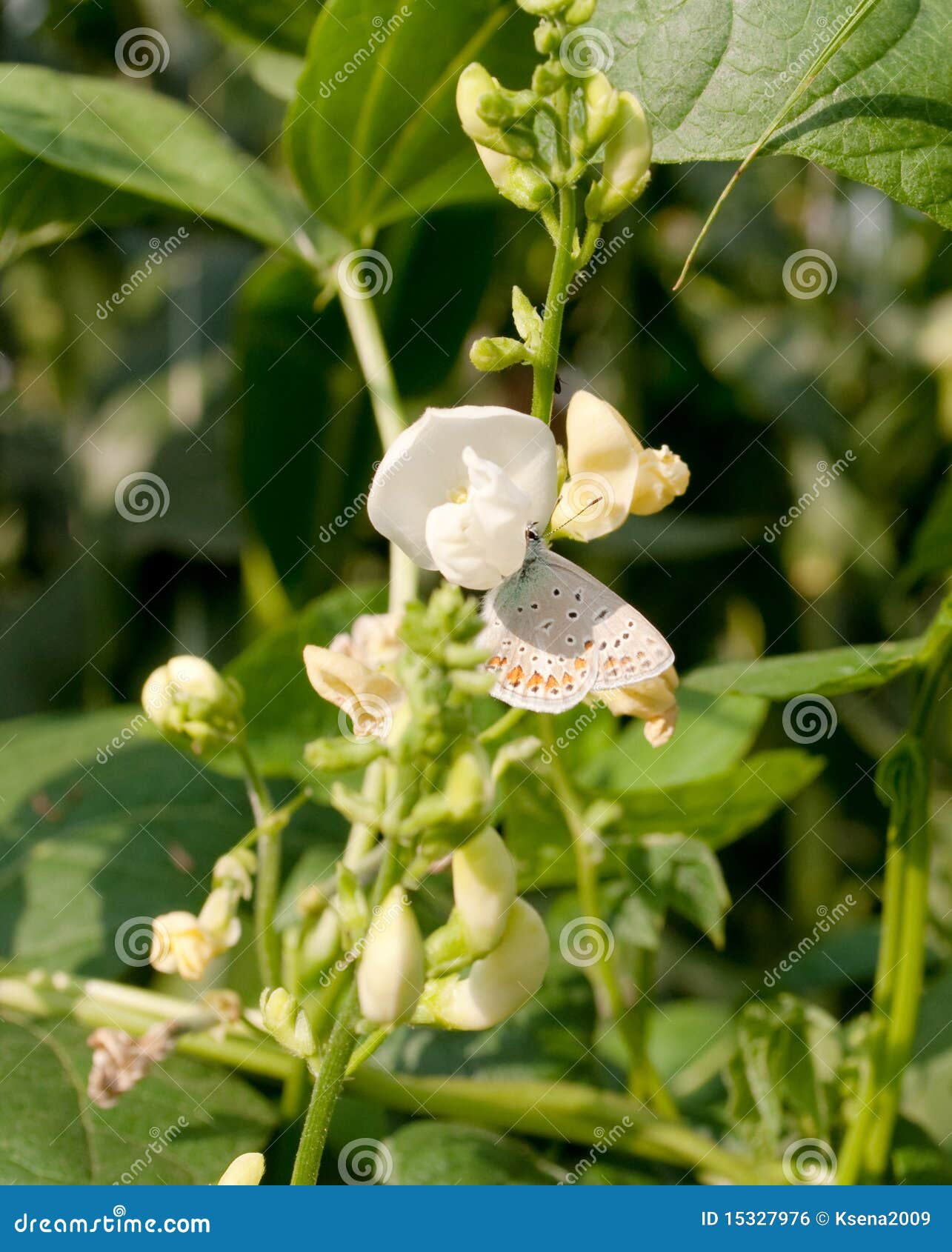 Flowering beans stock photo. Image of plants, closeup 15327976