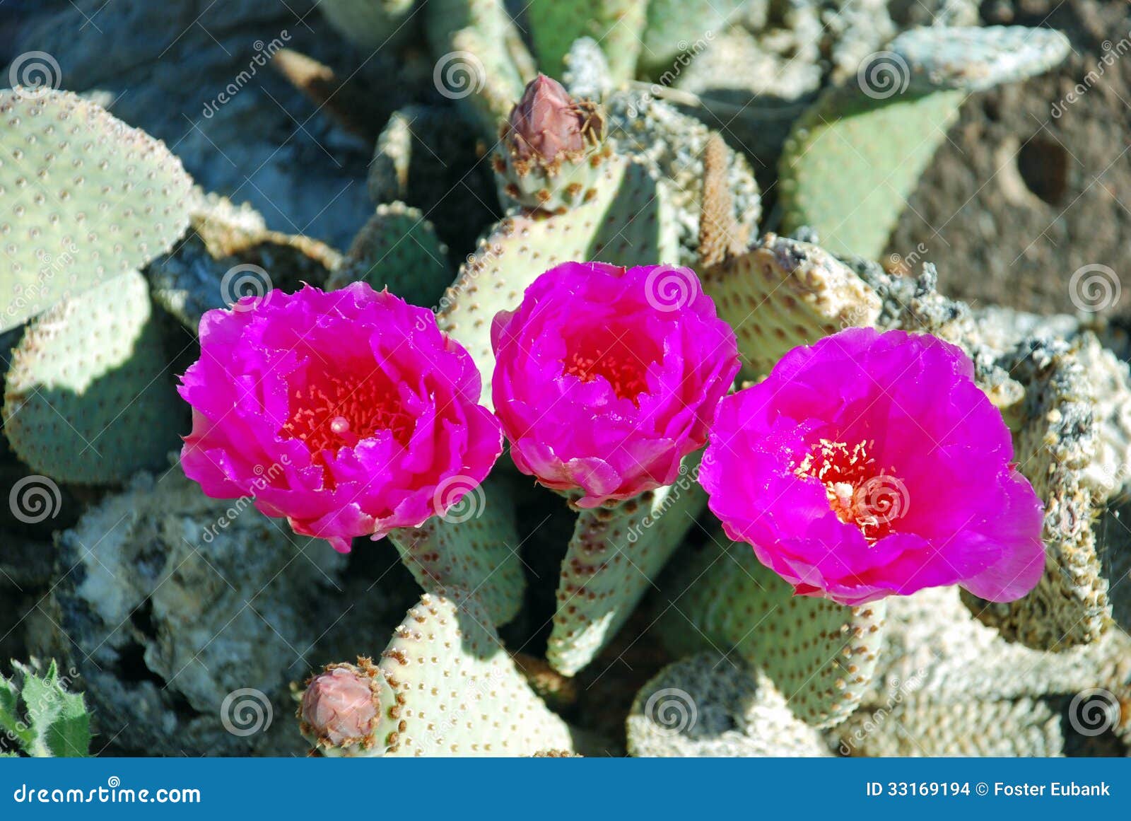 flowering beavertail cactus or opuntia basilarus near lake mead, nevada