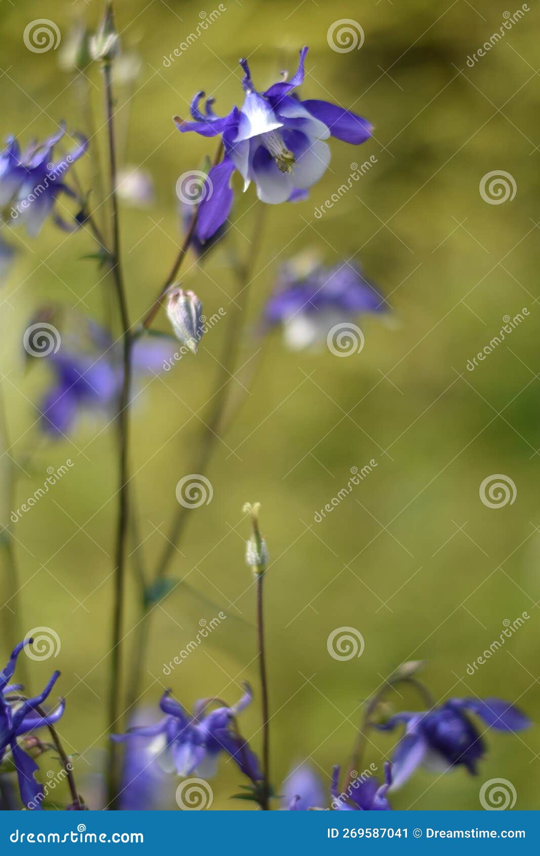 flowering bicolored columbine (aquilegia)