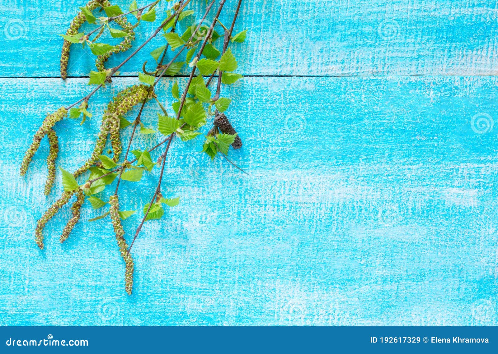 Flowering Birch Tree Branches on a Blue Wooden Background, with Space