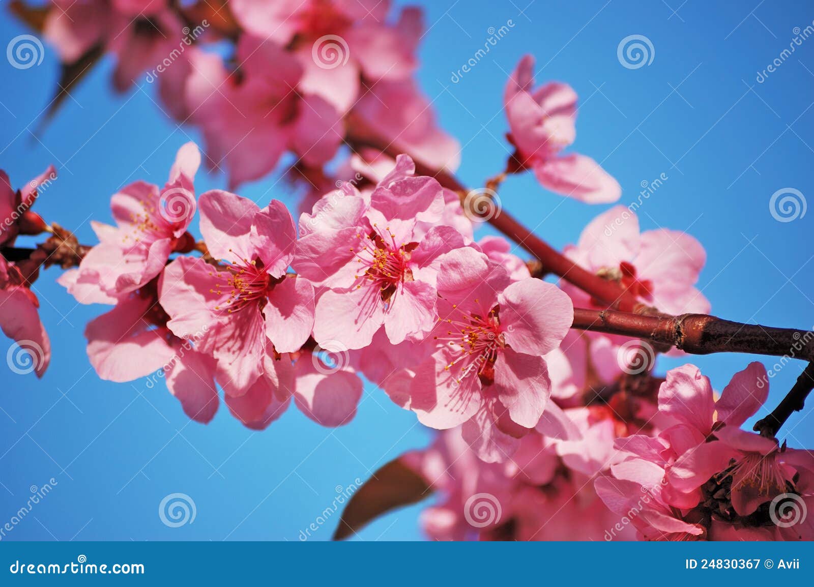 Flowering Black Plum Branch Stock Image Image of branch, plants 24830367