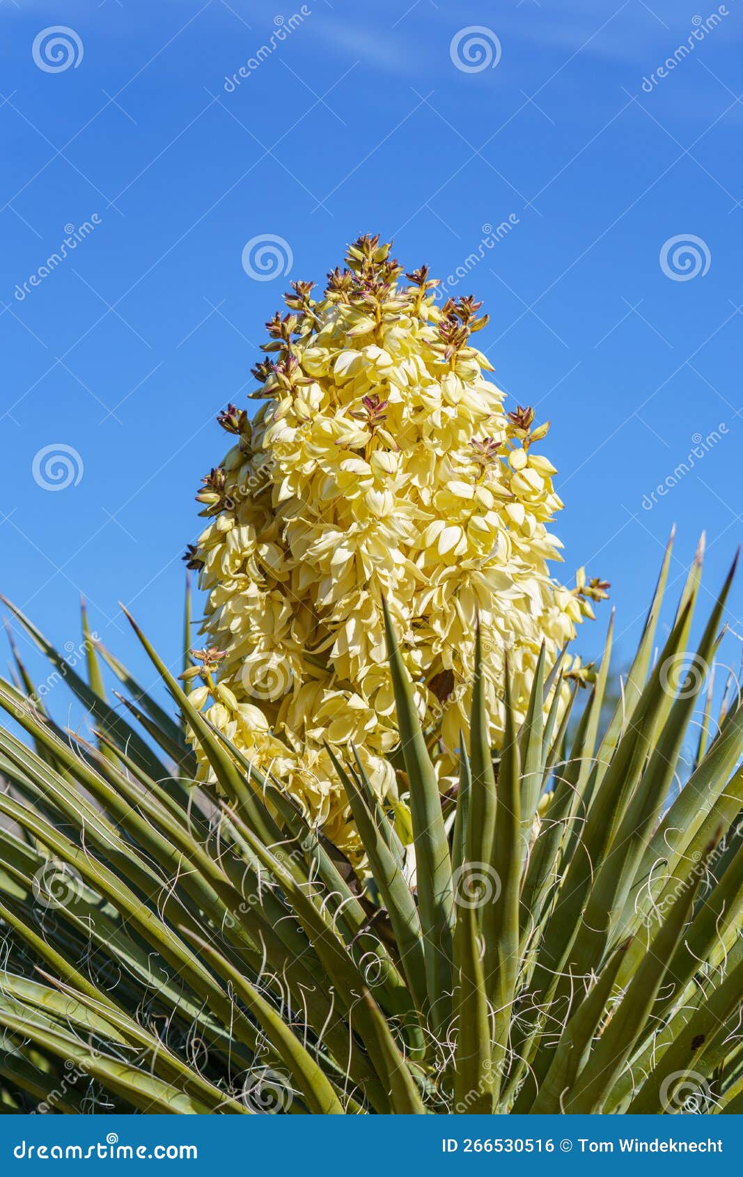 flowering bloom of a mojave yucca yucca schidigera