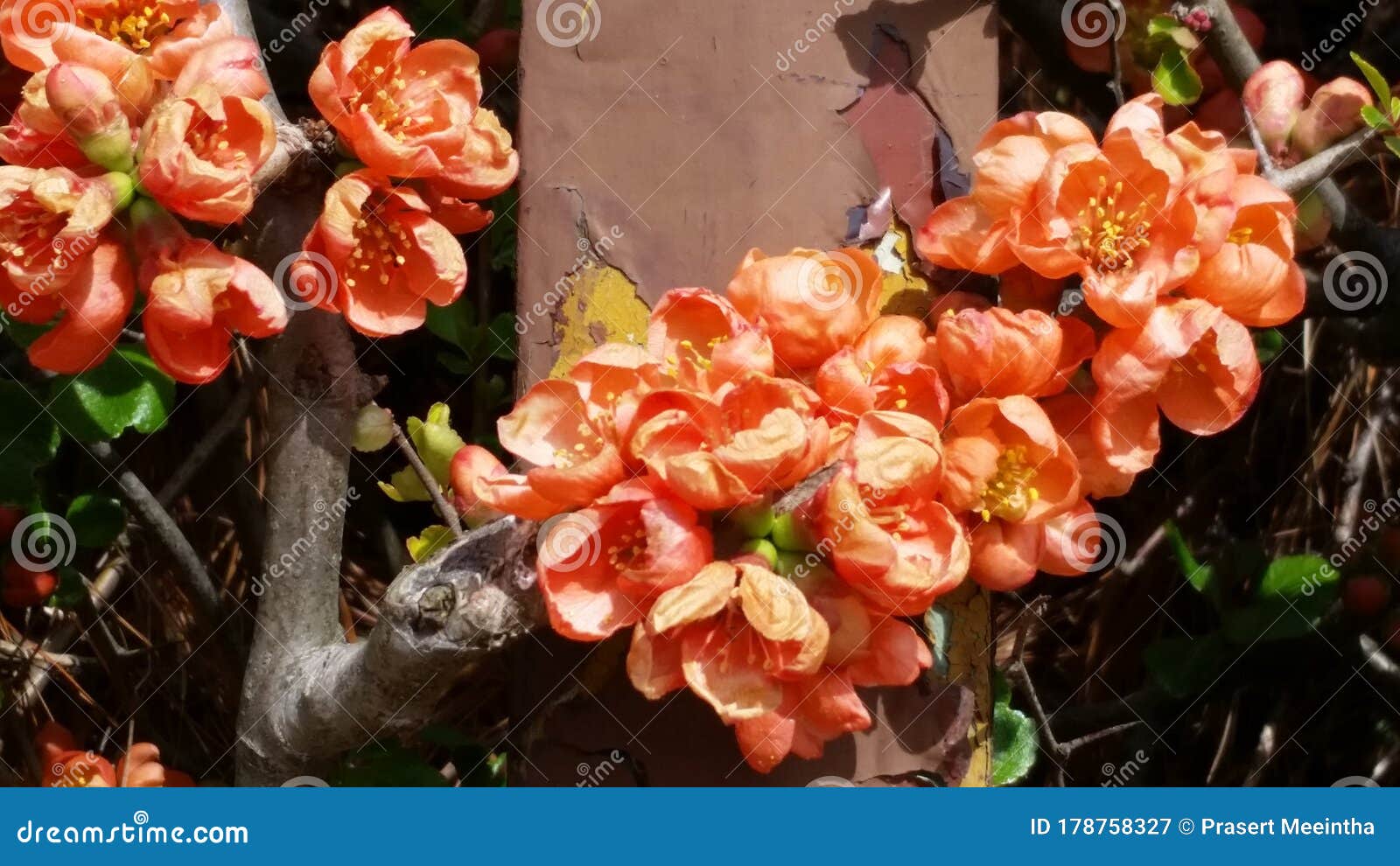 blooming sweet flowers