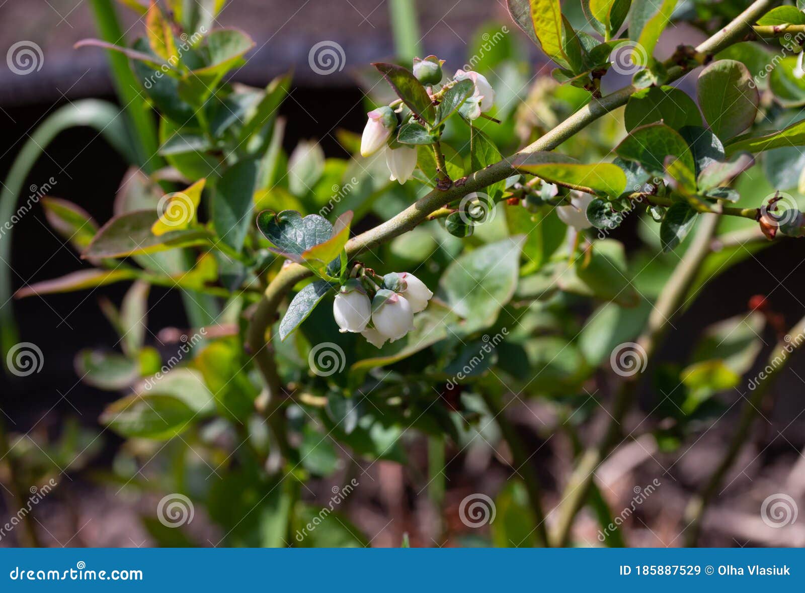 Flowering blueberry bush stock image. Image of freshness 185887529