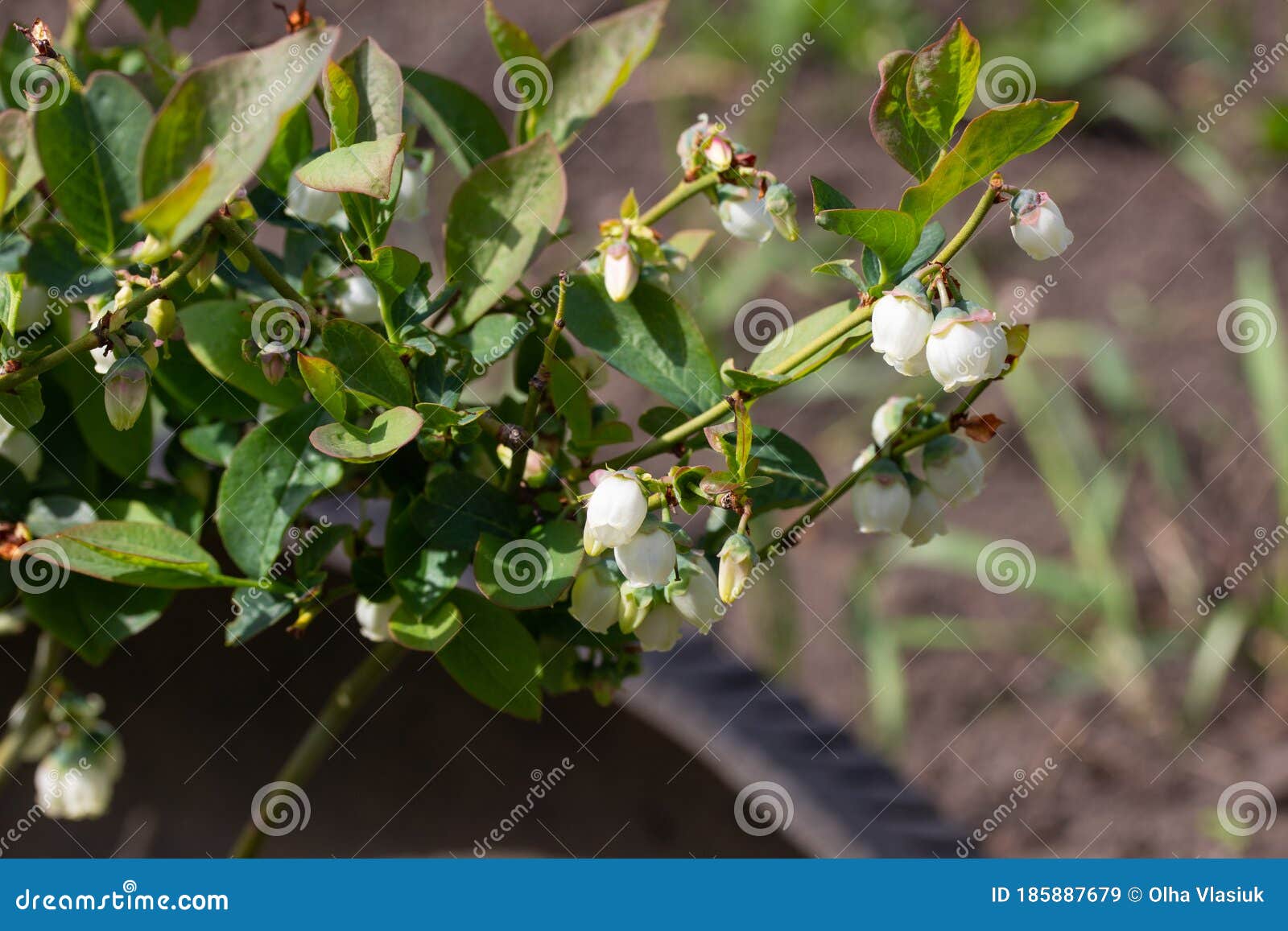 Flowering blueberry bush stock image. Image of farm 185887679