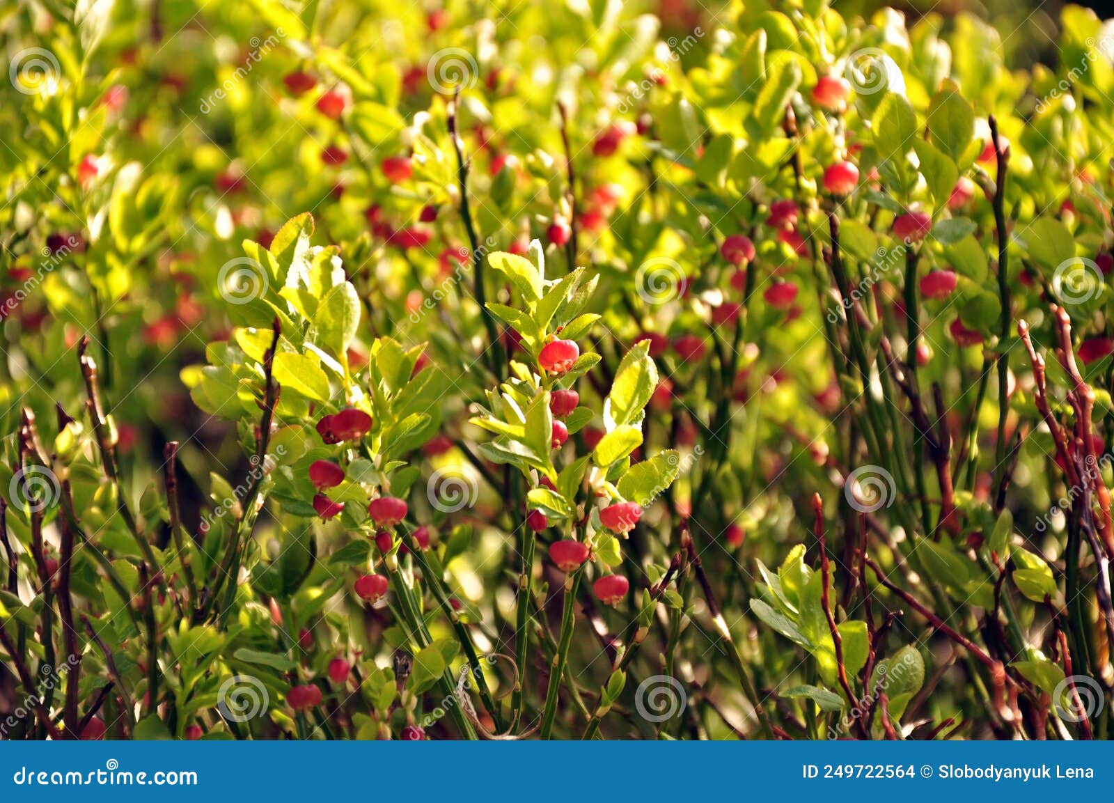 Flowering blueberry bushes stock photo. Image of flowering 249722564