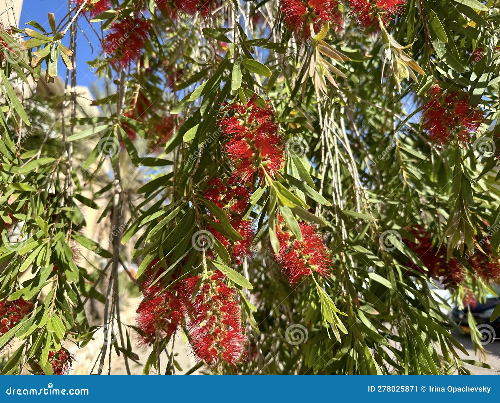 Flowering of Bottle Brush Tree Stock Image Image of colorful, bright