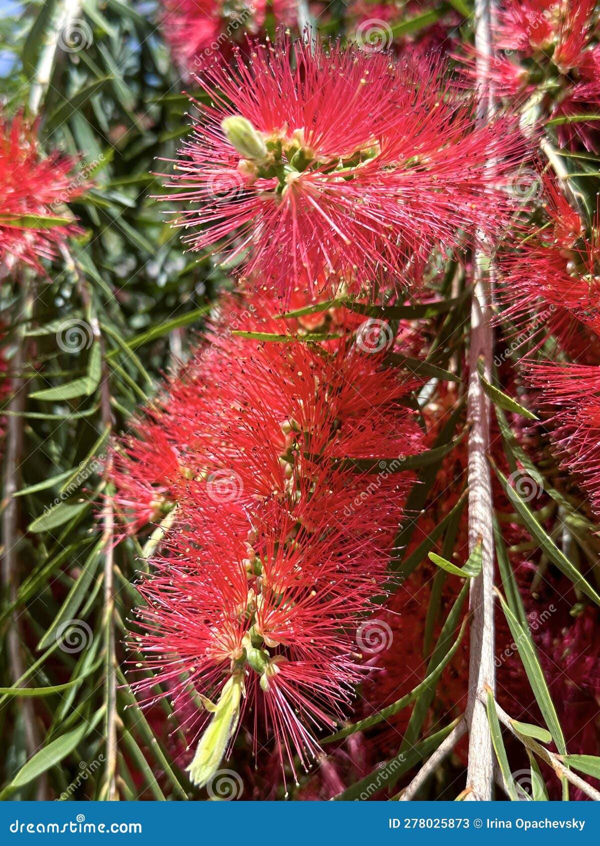 Flowering of Bottle Brush Tree Stock Image Image of flora, blossom