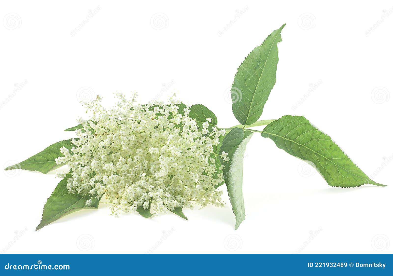 Flowering Branch of Elderberry with Green Leaves Isolated on White ...