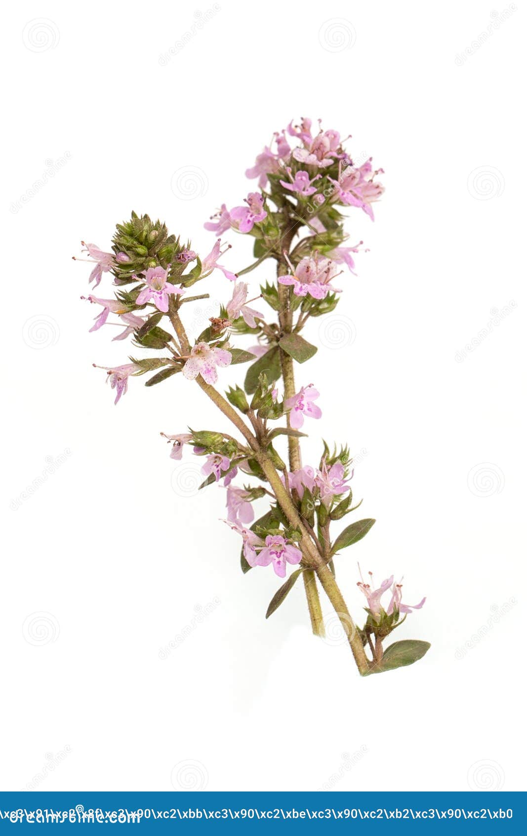 A Flowering Branch of a Medicinal Thyme Plant on a White Background