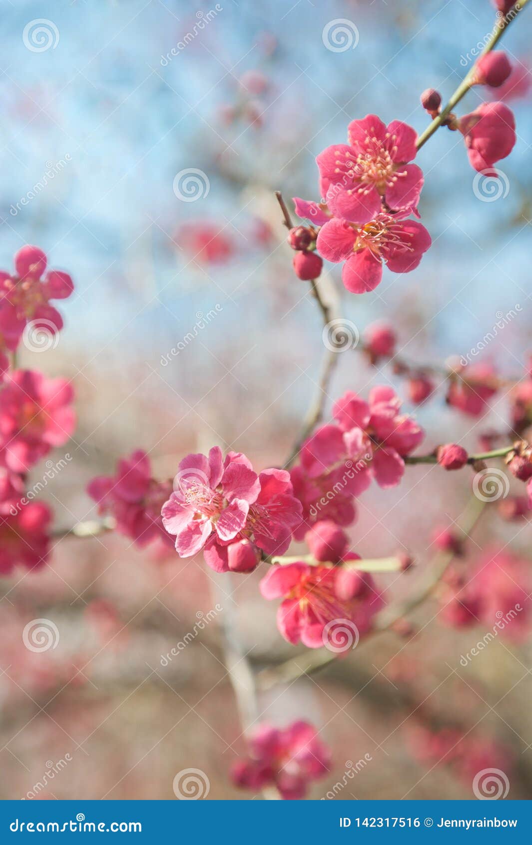 Flowering Branch Of Prunus Mume Beni Chidori Tree Stock Photo Image Of Pink Blooming 142317516