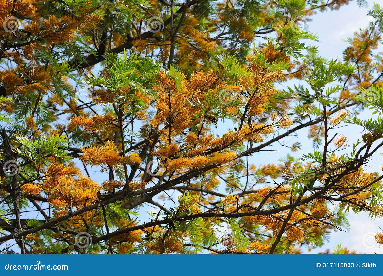 flowering branches of grevillea robusta (silk oak) against blue sky