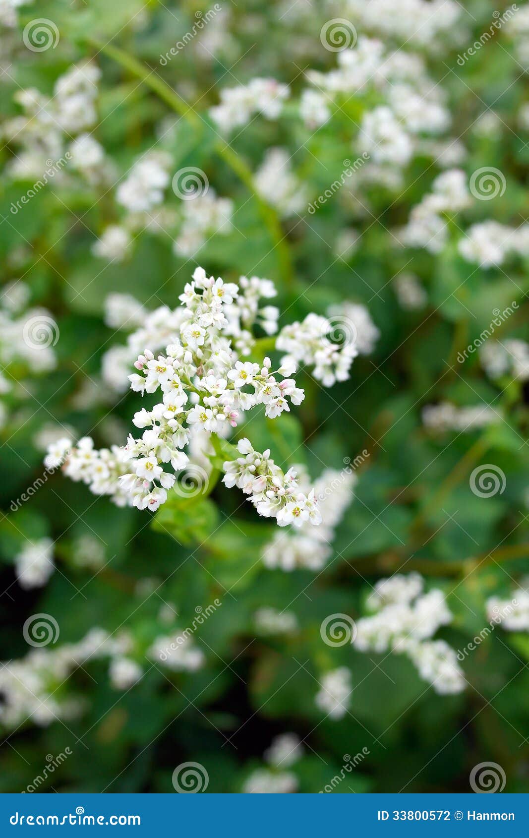 Flowering buckwheat stock photo. Image of fagopyrum, buckwheat 33800572