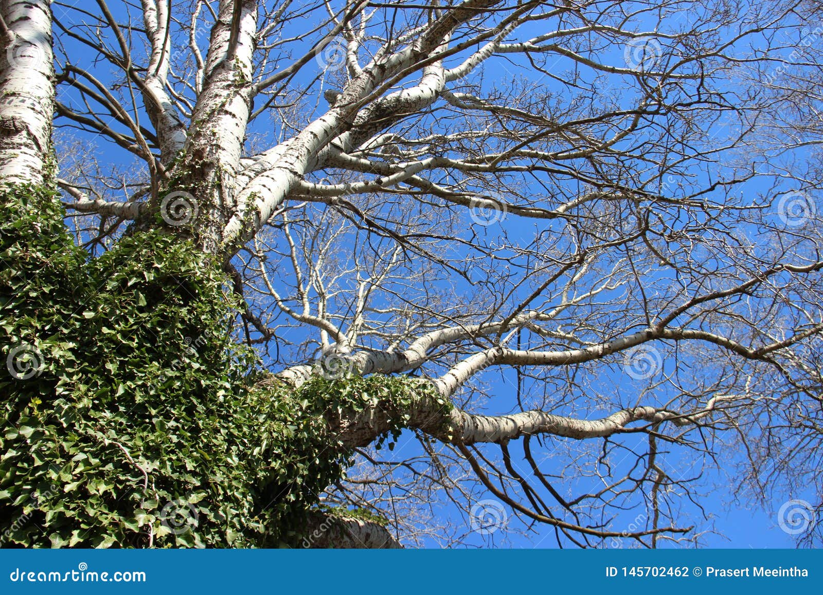 Buds Tree in Spring and Creeper Stock Photo Image of germany, arbor