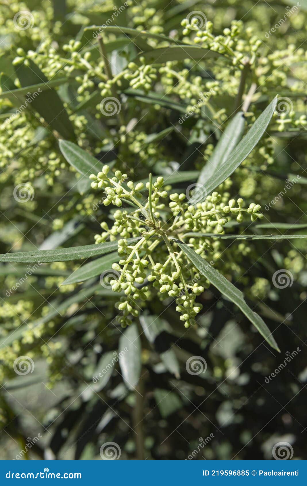 The Flowering Buds of the Olive Tree Stock Image Image of mignola