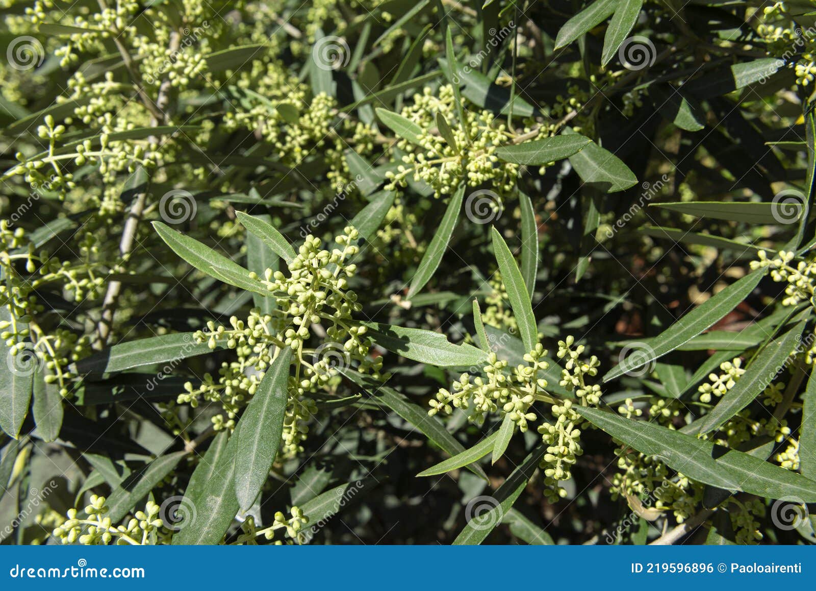The Flowering Buds of the Olive Tree Stock Photo Image of liguria