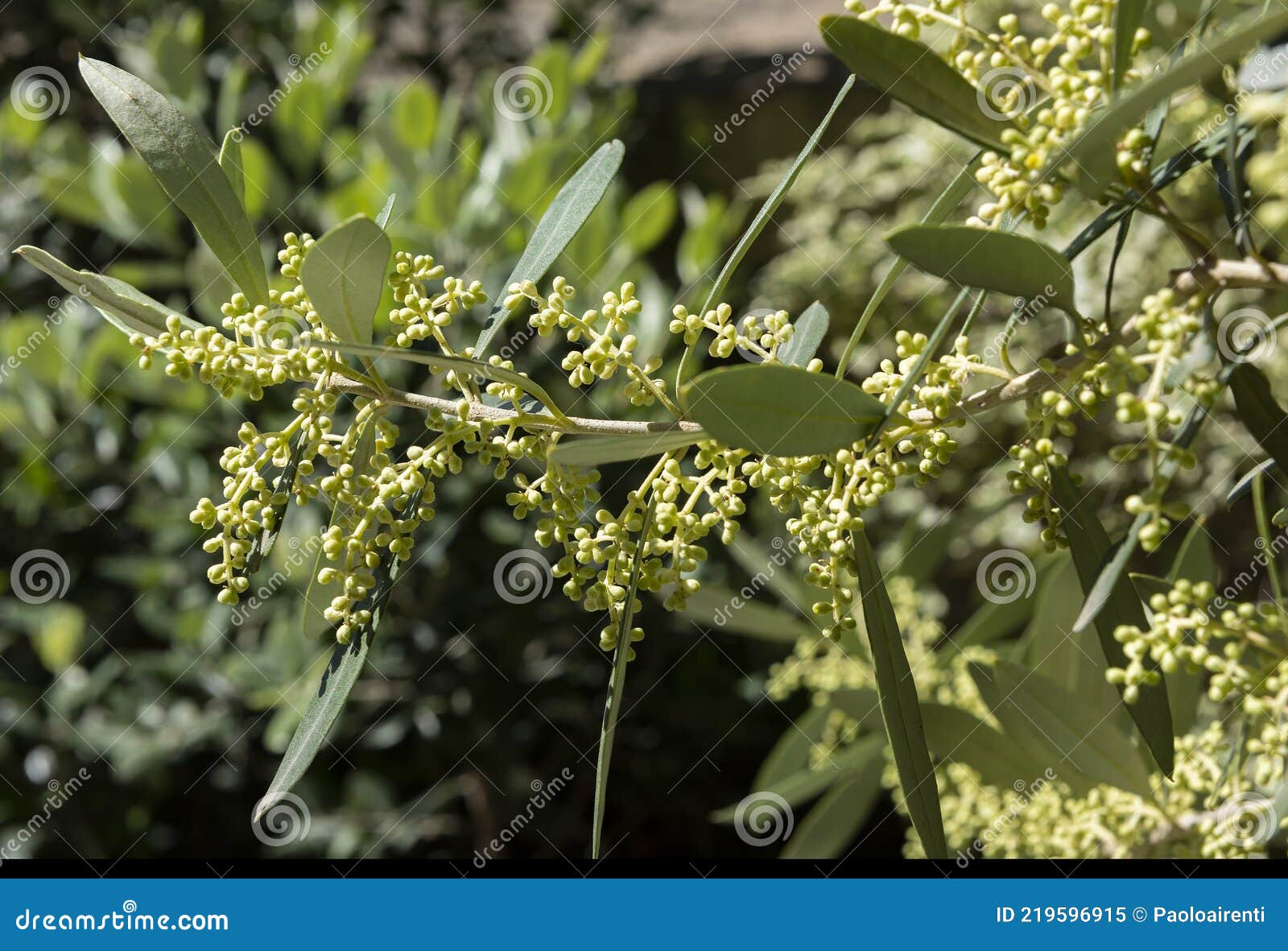 The Flowering Buds of the Olive Tree Stock Image Image of ligurian