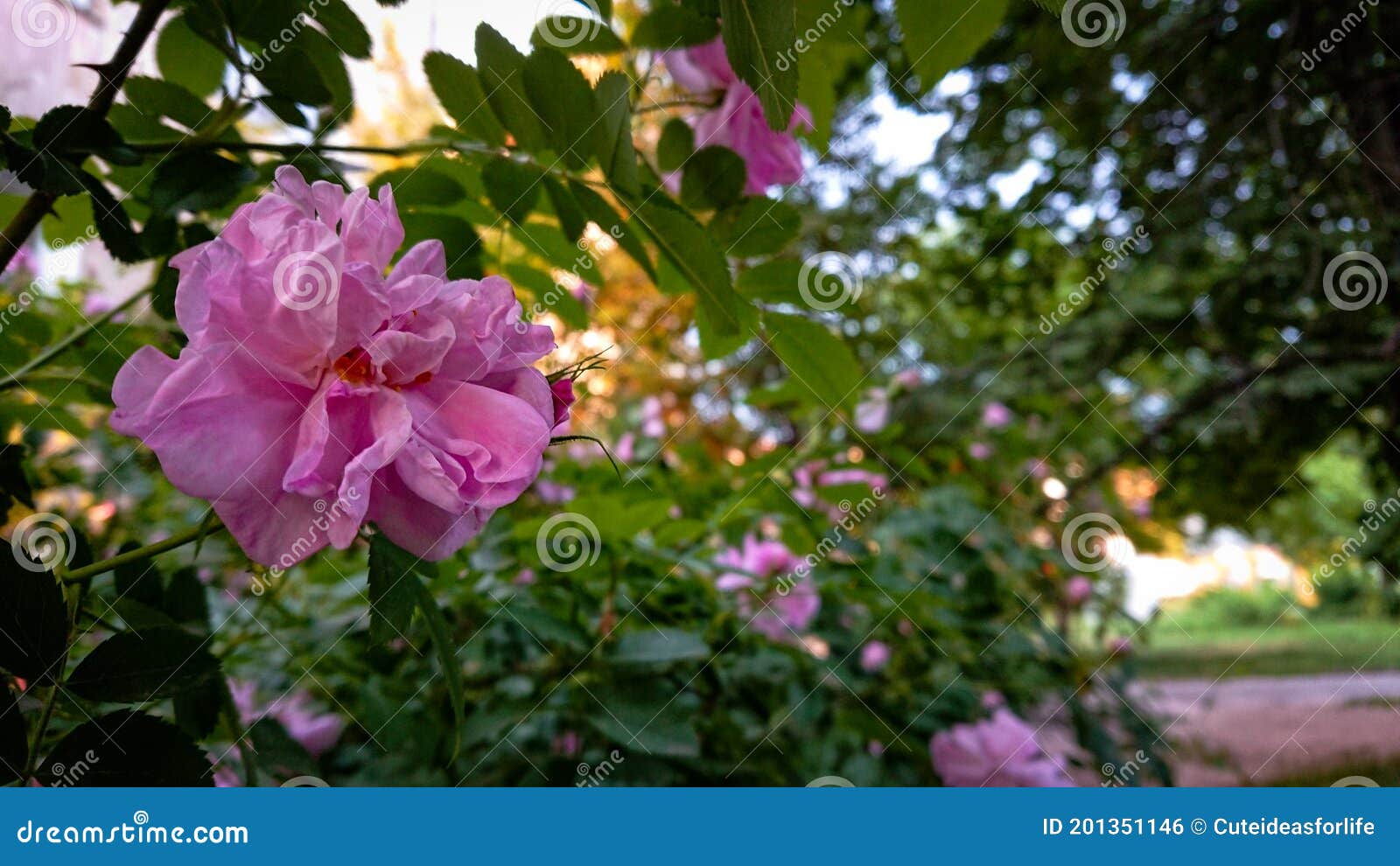 Flowering Bush Of Hibiscus Mutabilis Also Known As The Confederate Rose Dixie Rosemallow Cotton Rose Or Cotton Rosemallow Stock Photo Image Of Dixie Bright Flowering Bush Of Hibiscus Mutabilis Also Known As The Confederate Rose Dixie Rosemallow Cotton Rose Or Cotton Rosemallow Stock Photo Image Of Dixie Bright