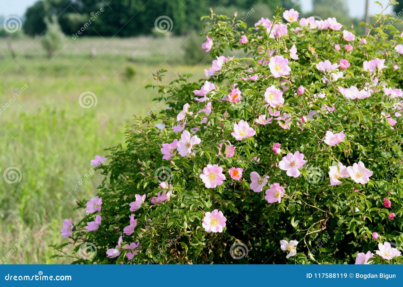 flowering a bush rosa canina