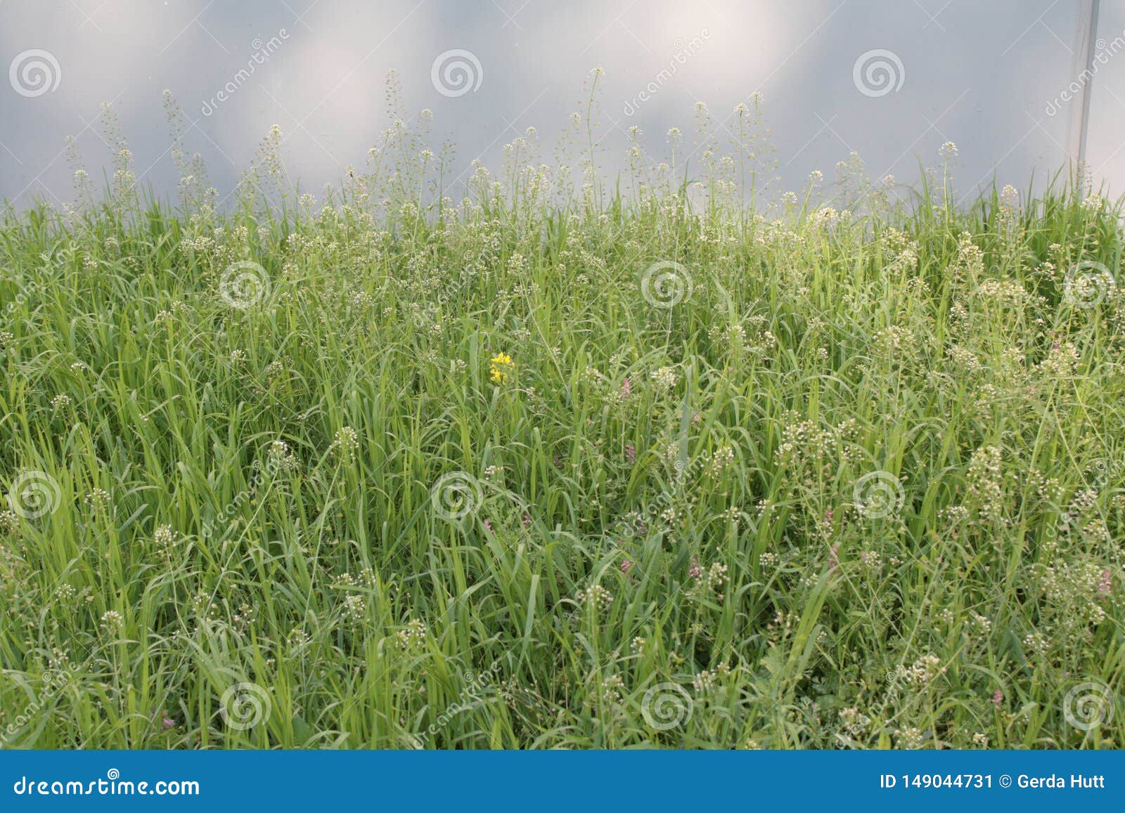 flowering capsellas on a meadow