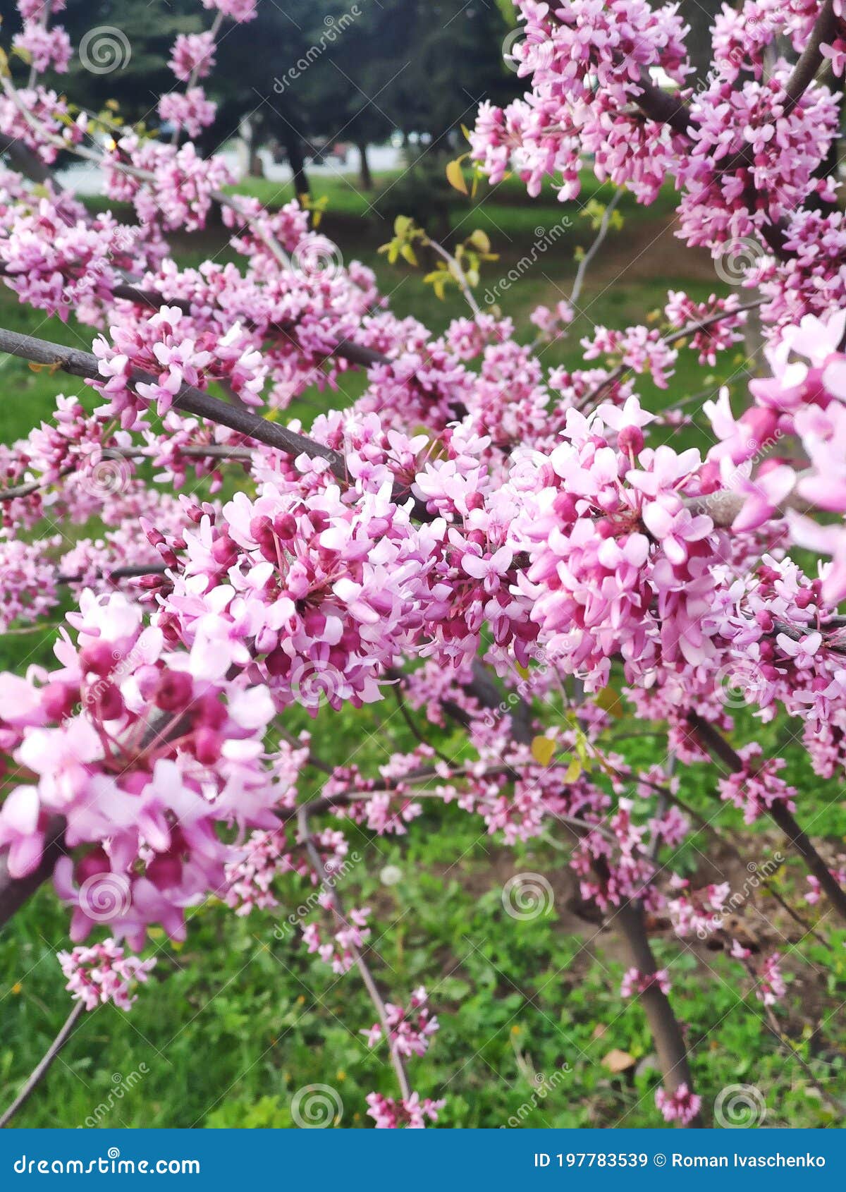 beauty flowering cercis chinensis avondale, chinese redbud