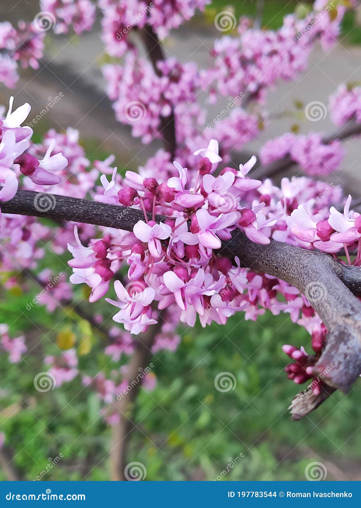 flowering cercis chinensis avondale, chinese redbud