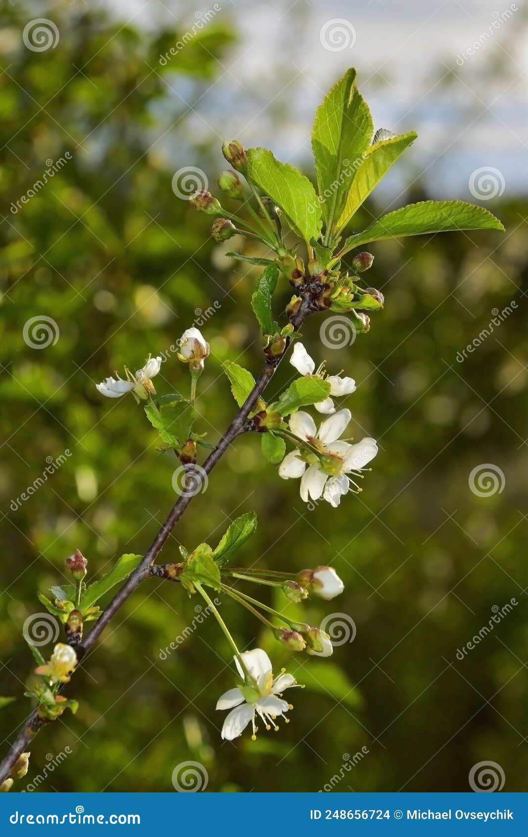Flowering cherry bushes stock photo. Image of bushes 248656724