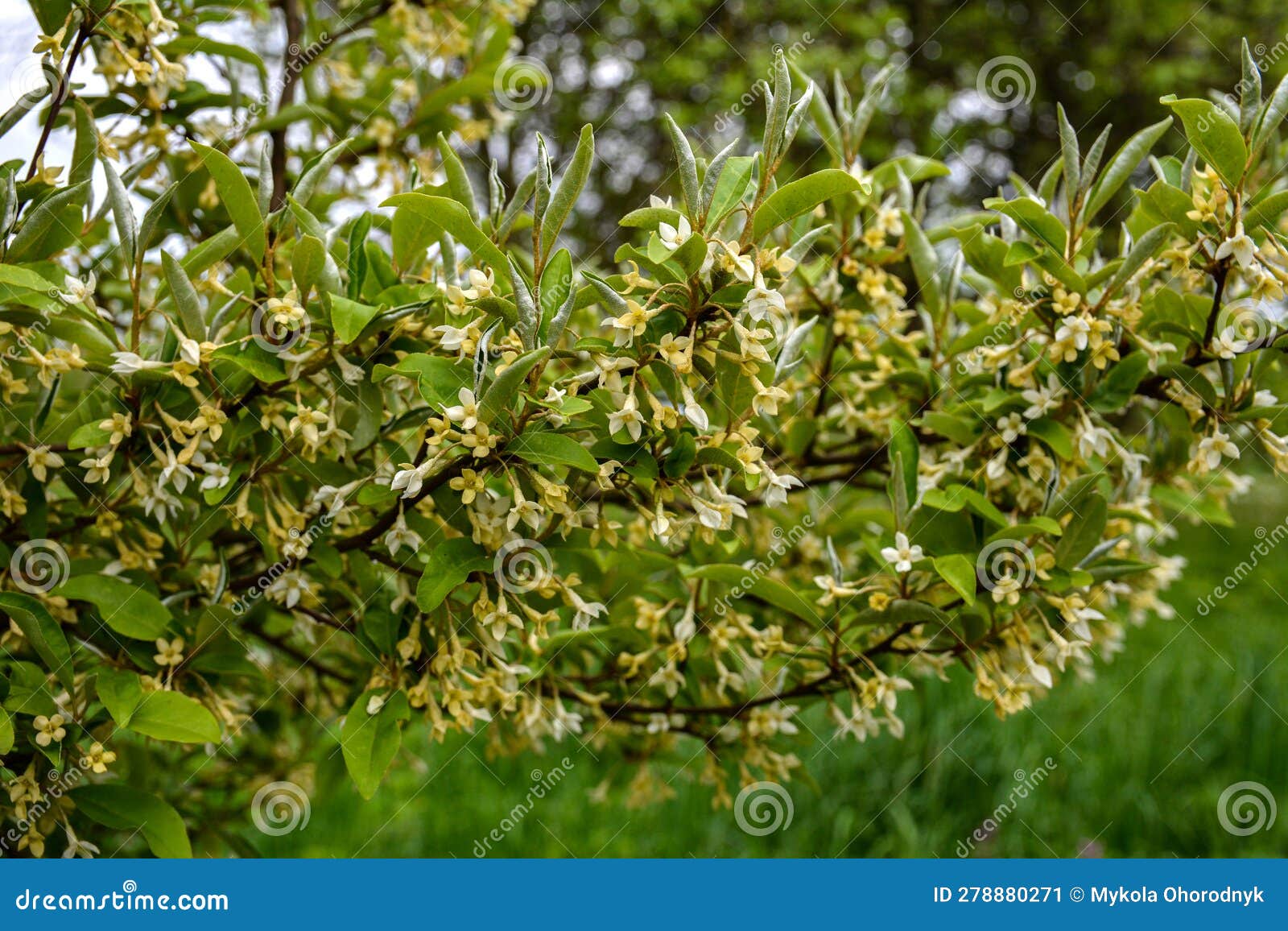 Flowering Cherry Elaeagnus Shrub (Elaeagnus Multiflora Stock Image