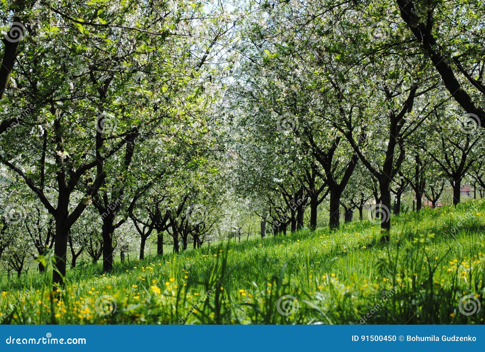 Flowering cherry orchard stock photo. Image of orchard 91500450