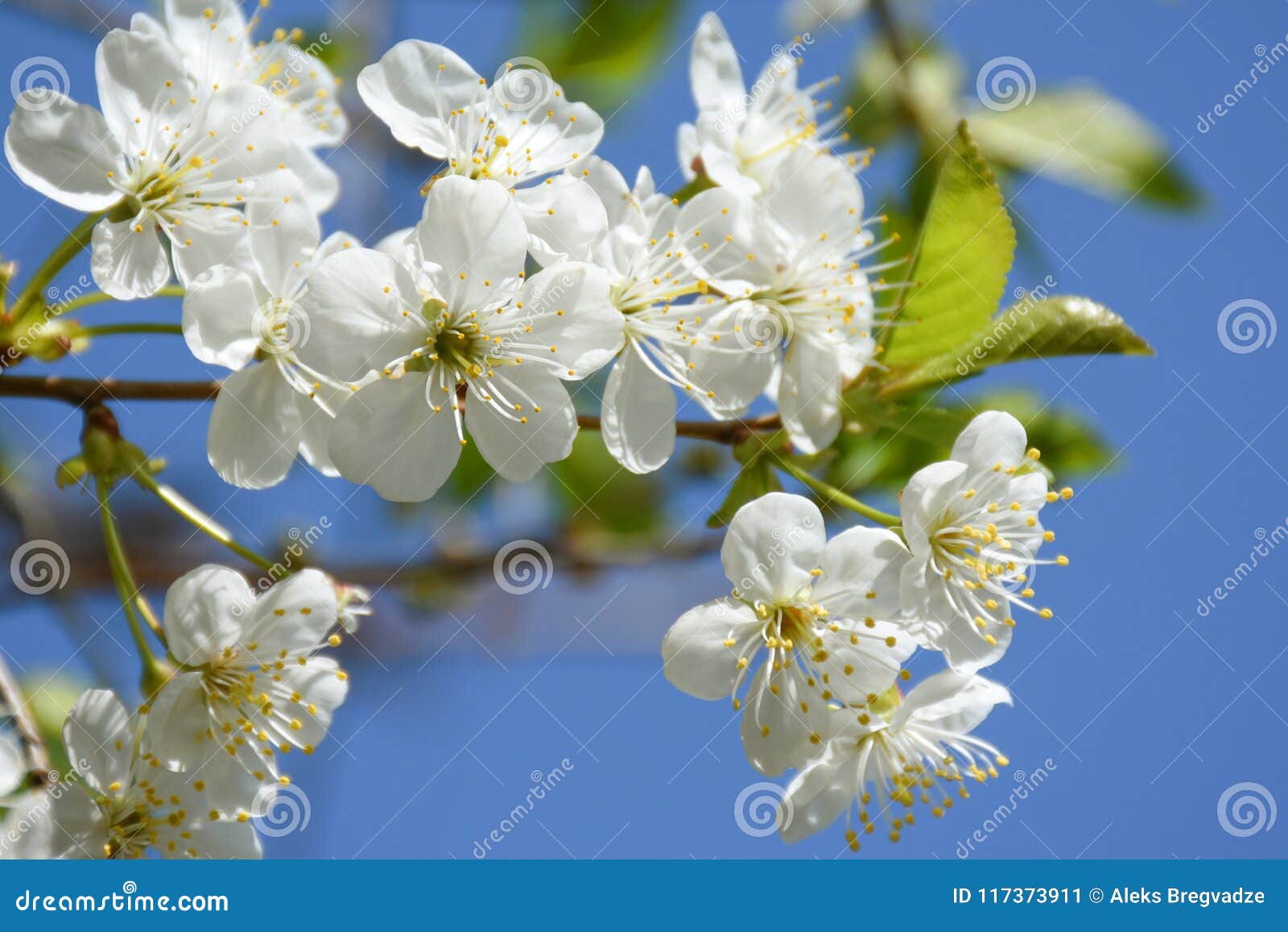 Flowering cherry tree blossoms background