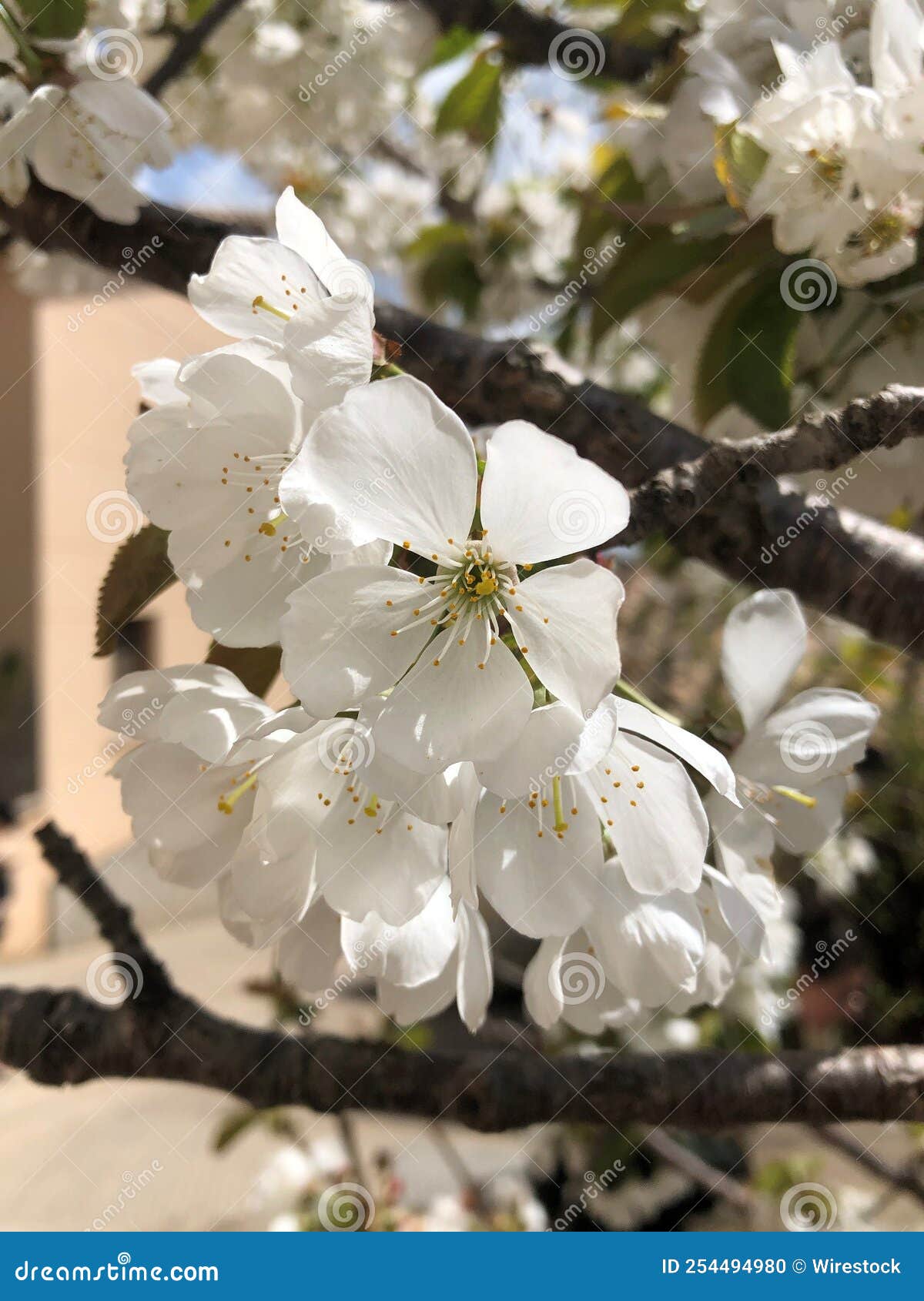 Flowering Cherry Tree in the Garden Stock Photo Image of cherry