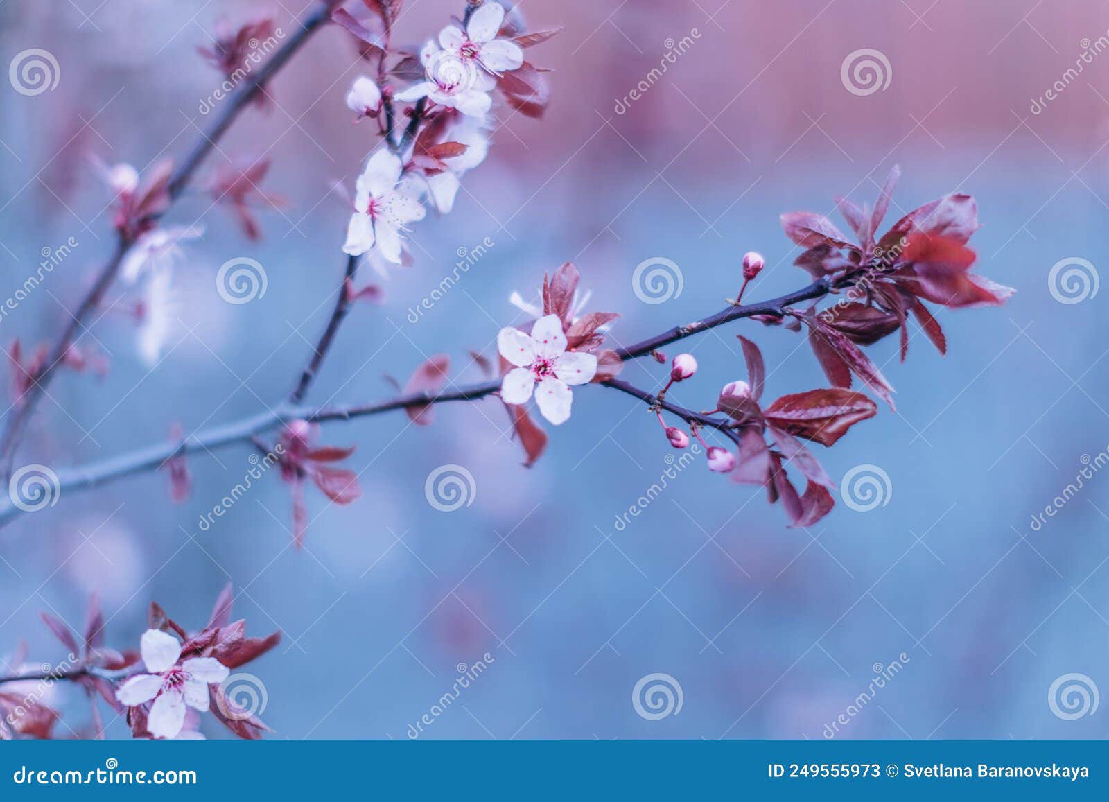 Flowering Cherry Tree Large Species in the Evening Stock Image Image