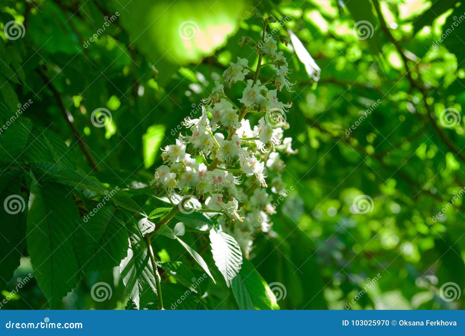 Flowering Chestnut in Spring Park, Lots of Greenery Stock Photo - Image ...