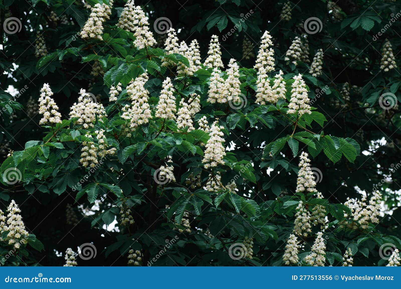 Flowering chestnut tree stock photo. Image of chestnut 277513556
