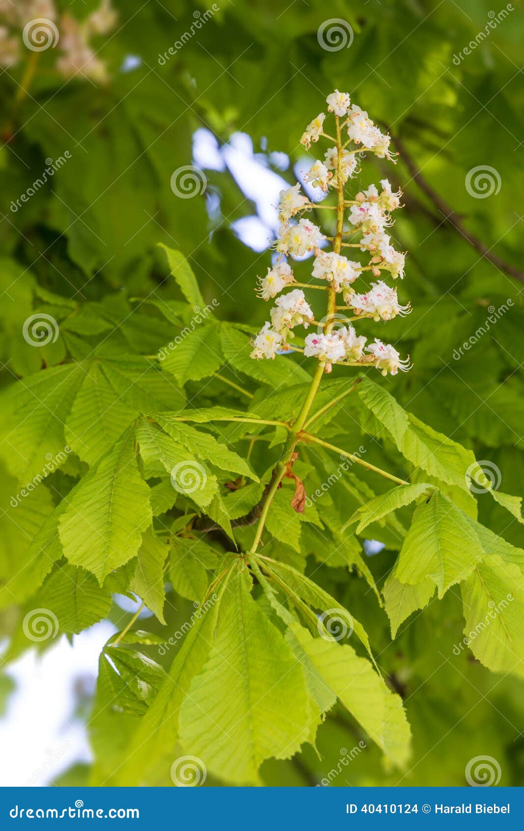 Flowering chestnut tree stock photo. Image of nature 40410124