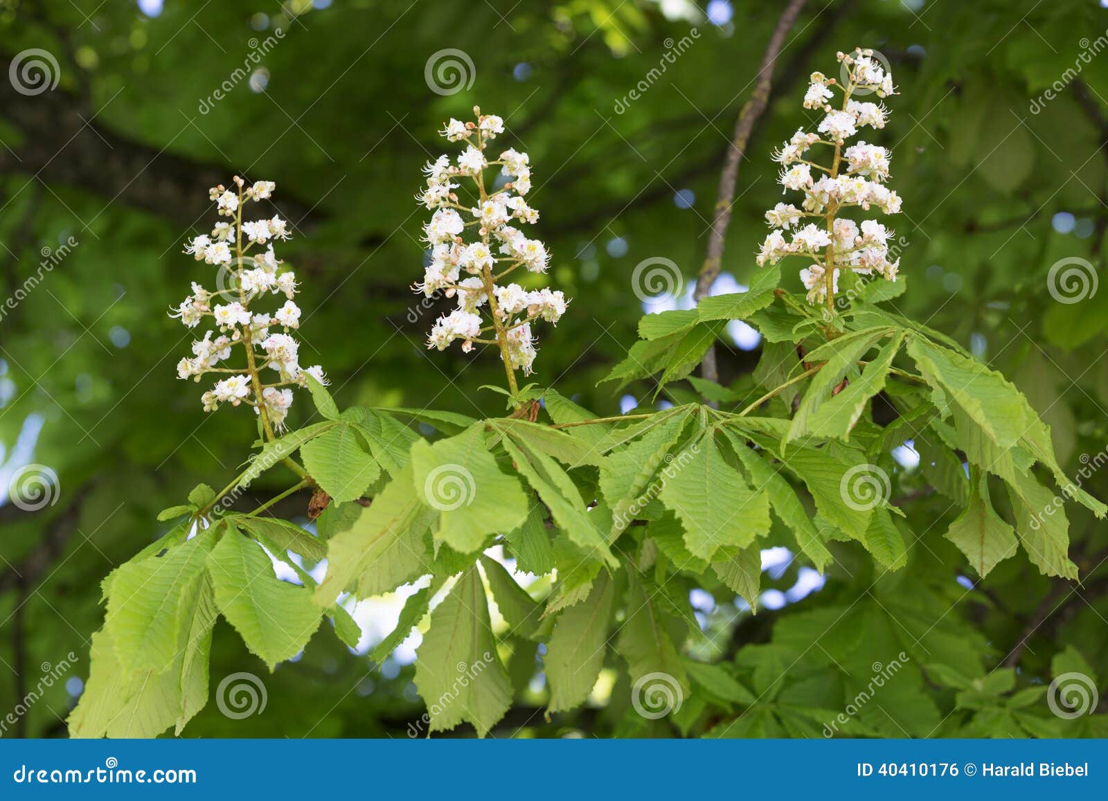 Flowering chestnut tree stock photo. Image of flora, flowers 40410176