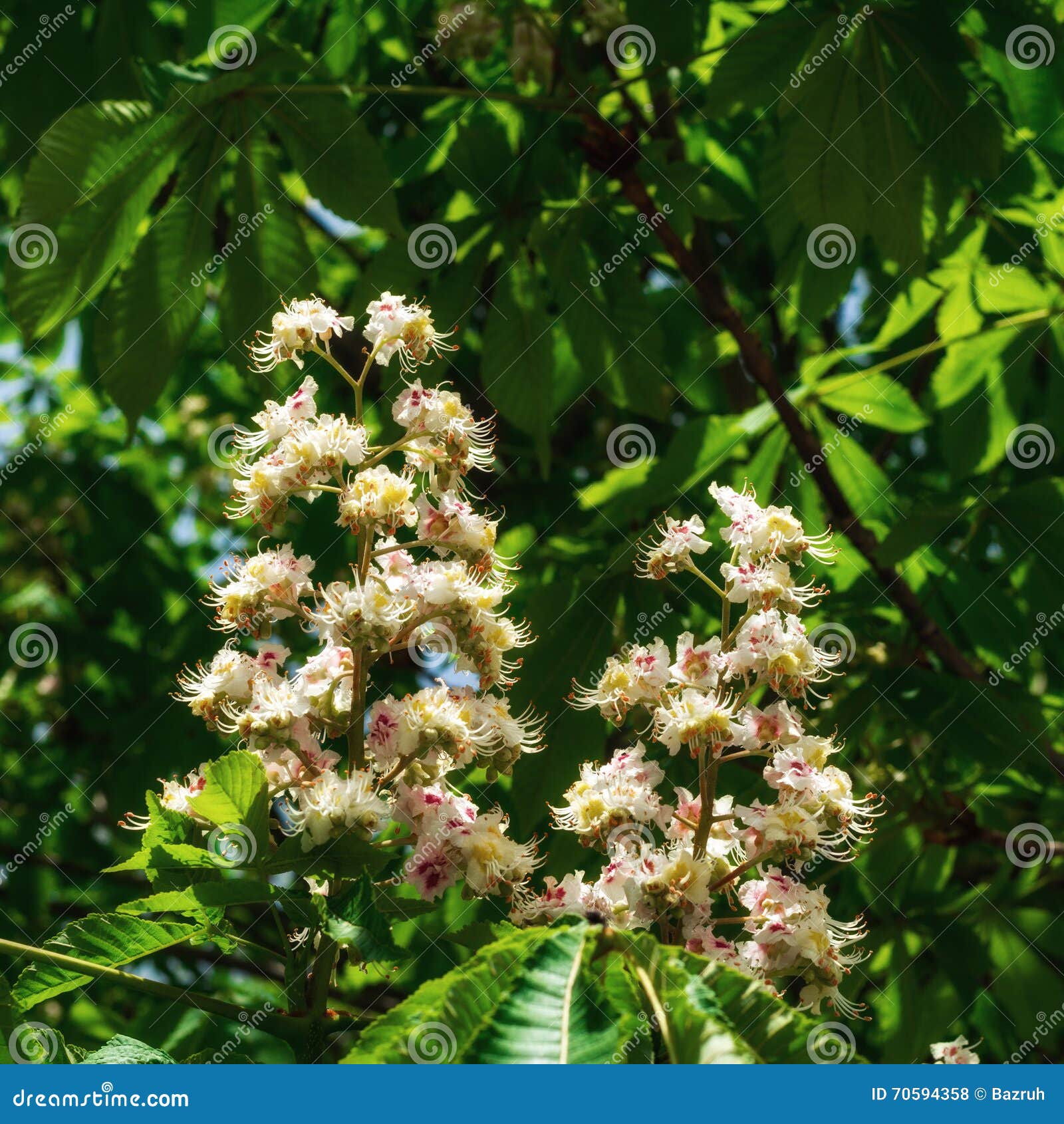 Flowering chestnut tree stock photo. Image of botany 70594358