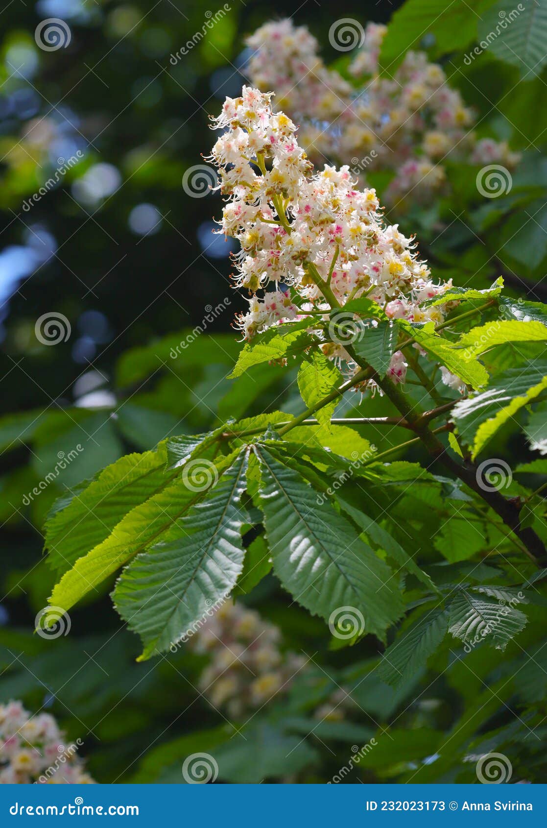 Flowering chestnut tree stock image. Image of growth 232023173