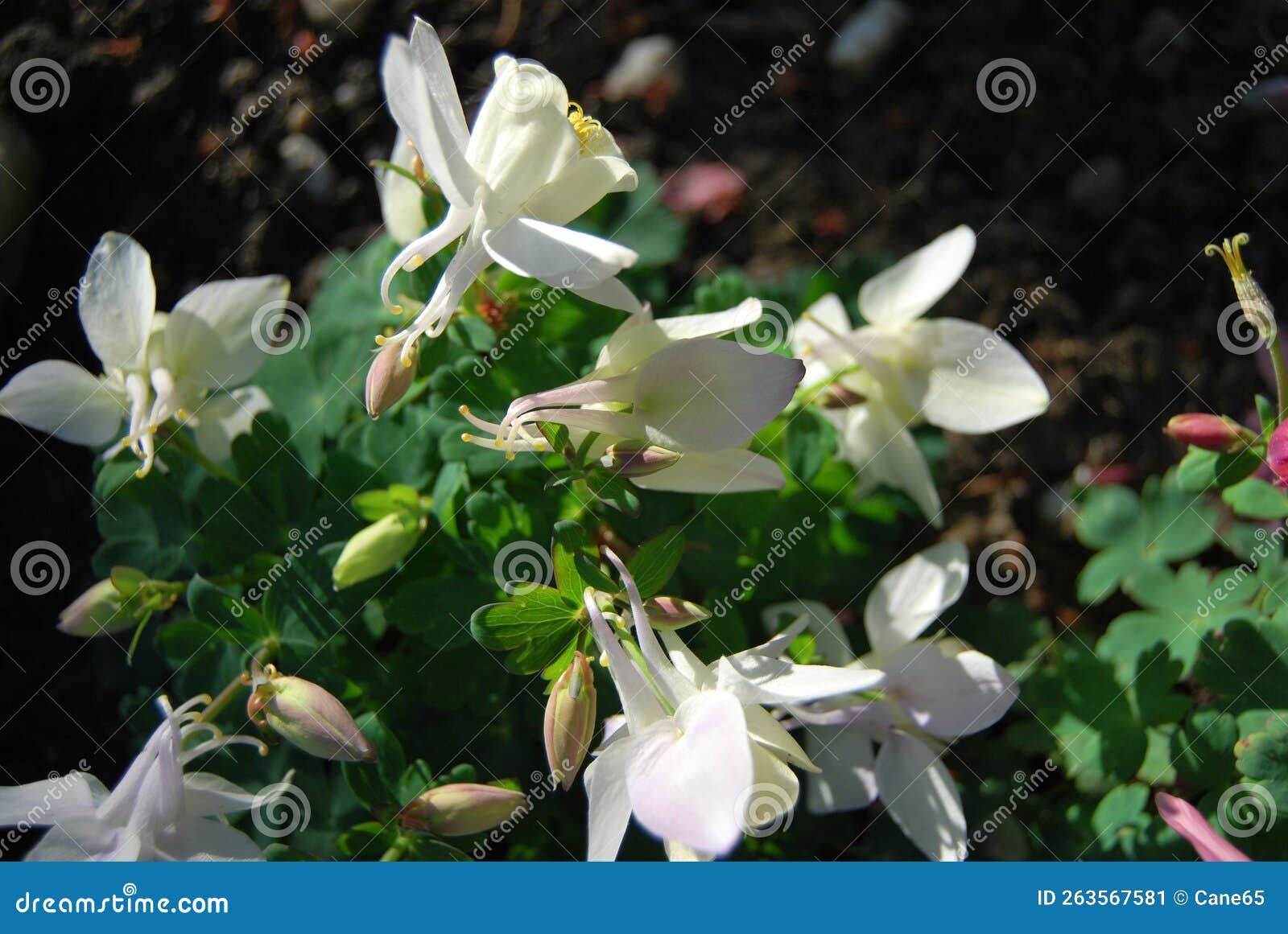 flowering columbine (aquilegia)