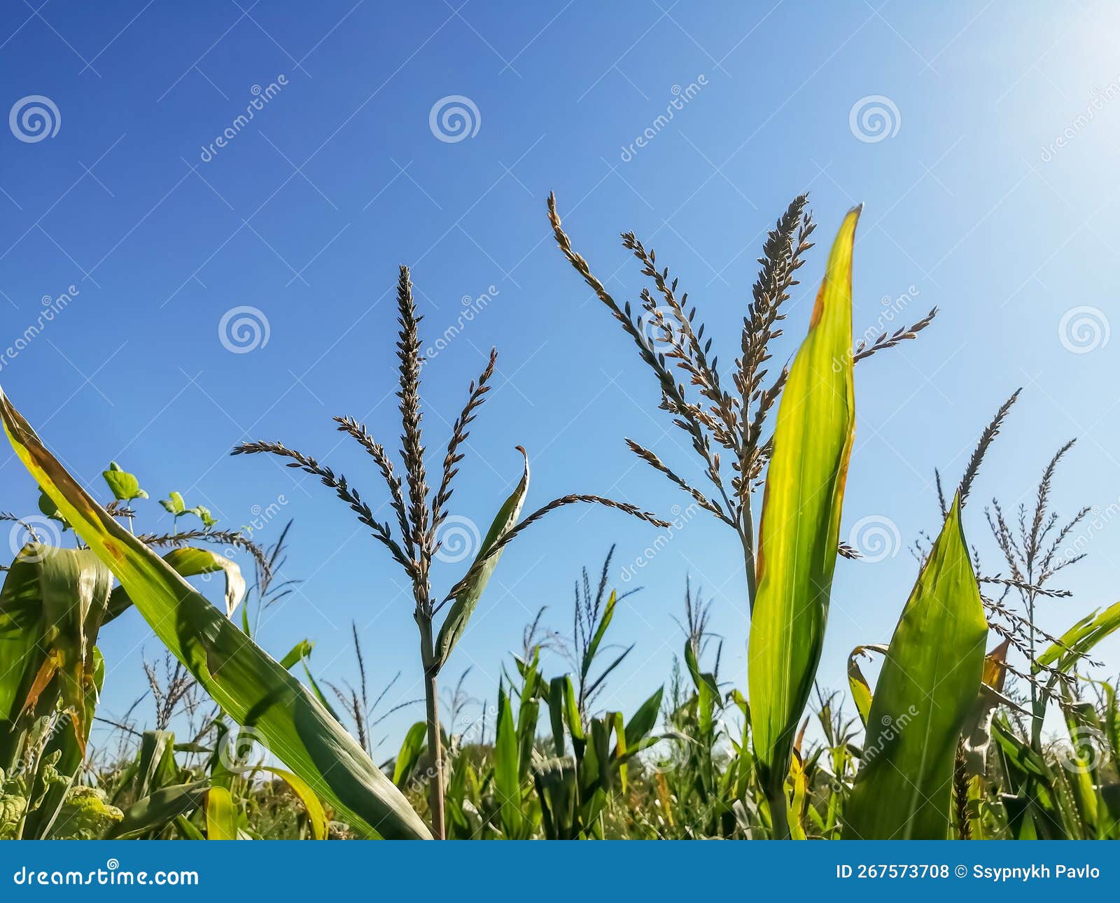 Flowering of Corn Against the Sun. Flowers on Corn Plants Against a Blue Sky. Corn Plants in the