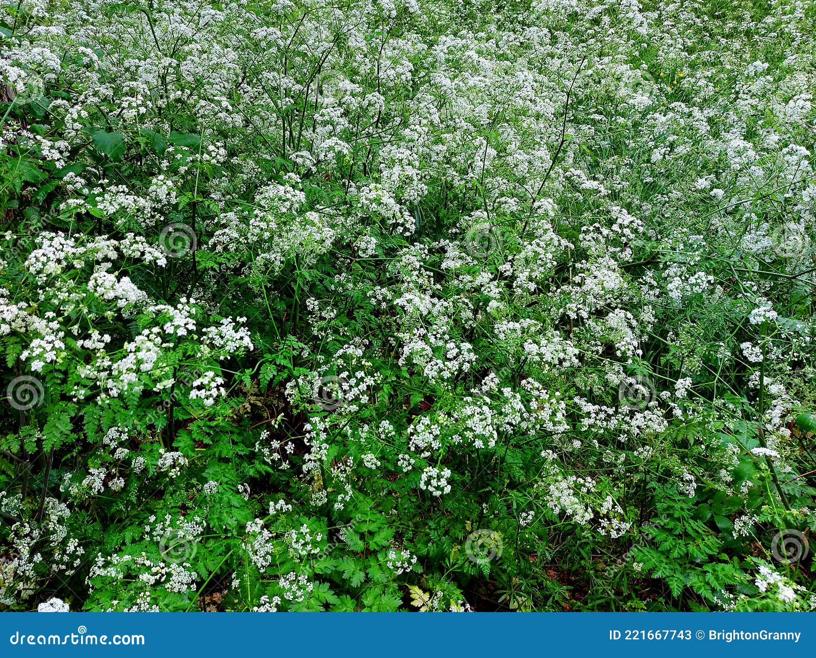 Flowering Cow Parsley stock image. Image of green, field 221667743