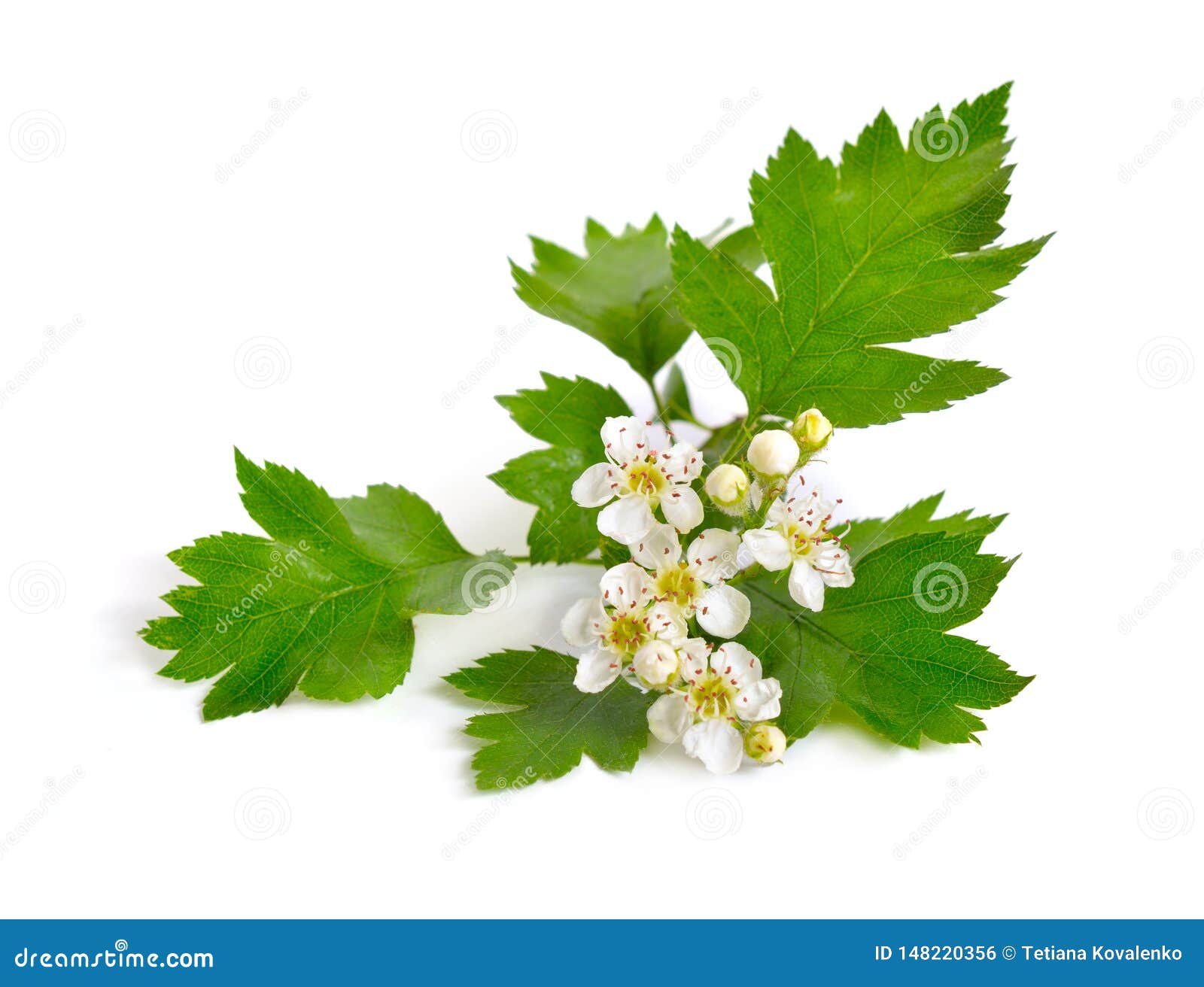 flowering crataegus, commonly called hawthorn, quickthorn, thornapple may-tree whitethorn or hawberry.  on white