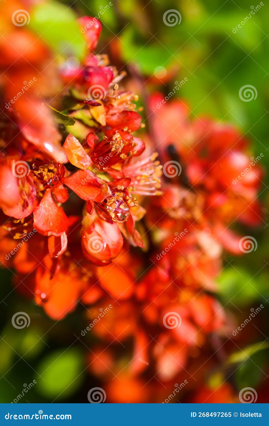 Flowering Cydonia Plant. Red Spring Flowers of Japanese Quince Stock ...